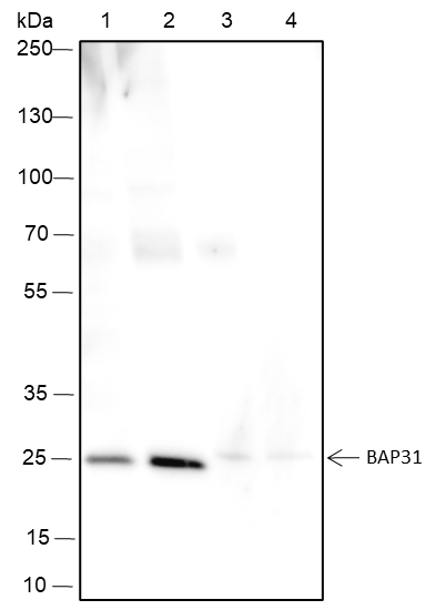 Anti-BAP31 Rabbit Monoclonal Antibody