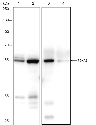 Anti-FOXA1 Rabbit Monoclonal Antibody