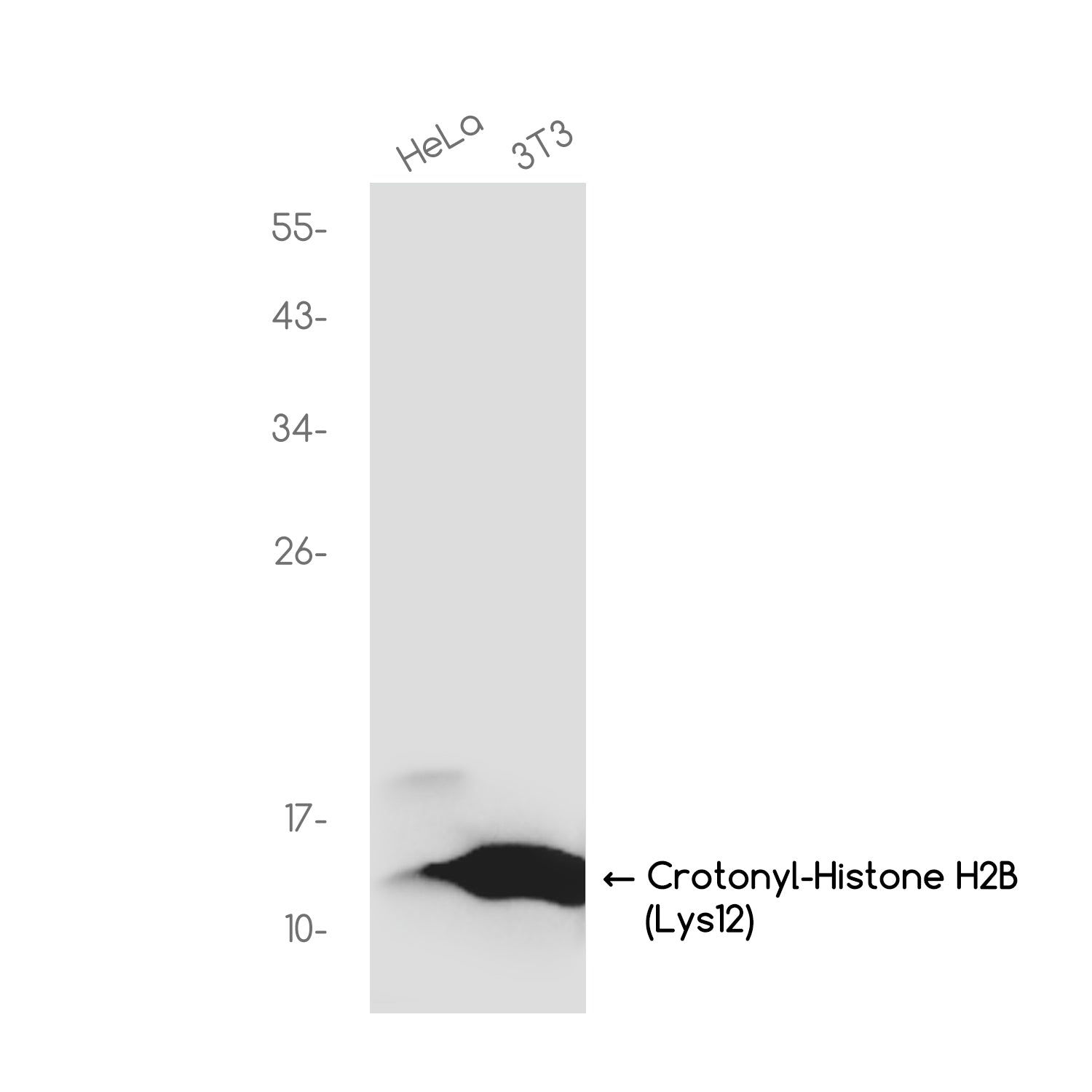 Anti-Crotonyl-Histone H2B (Lys12) Rabbit Monoclonal Antibody