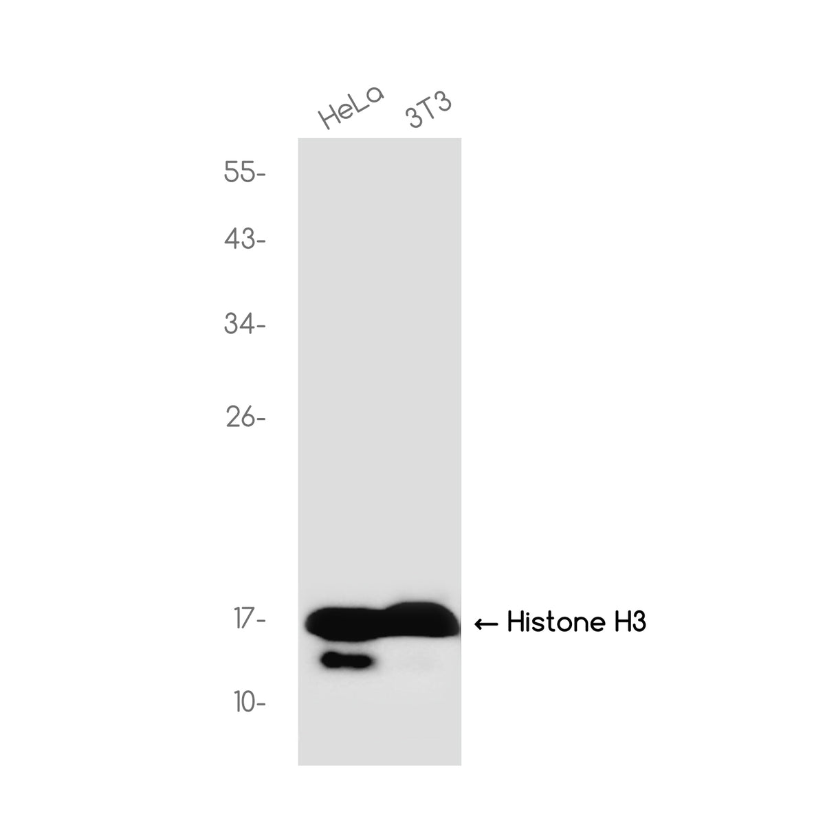 Anti-Histone H3 Rabbit Monoclonal Antibody