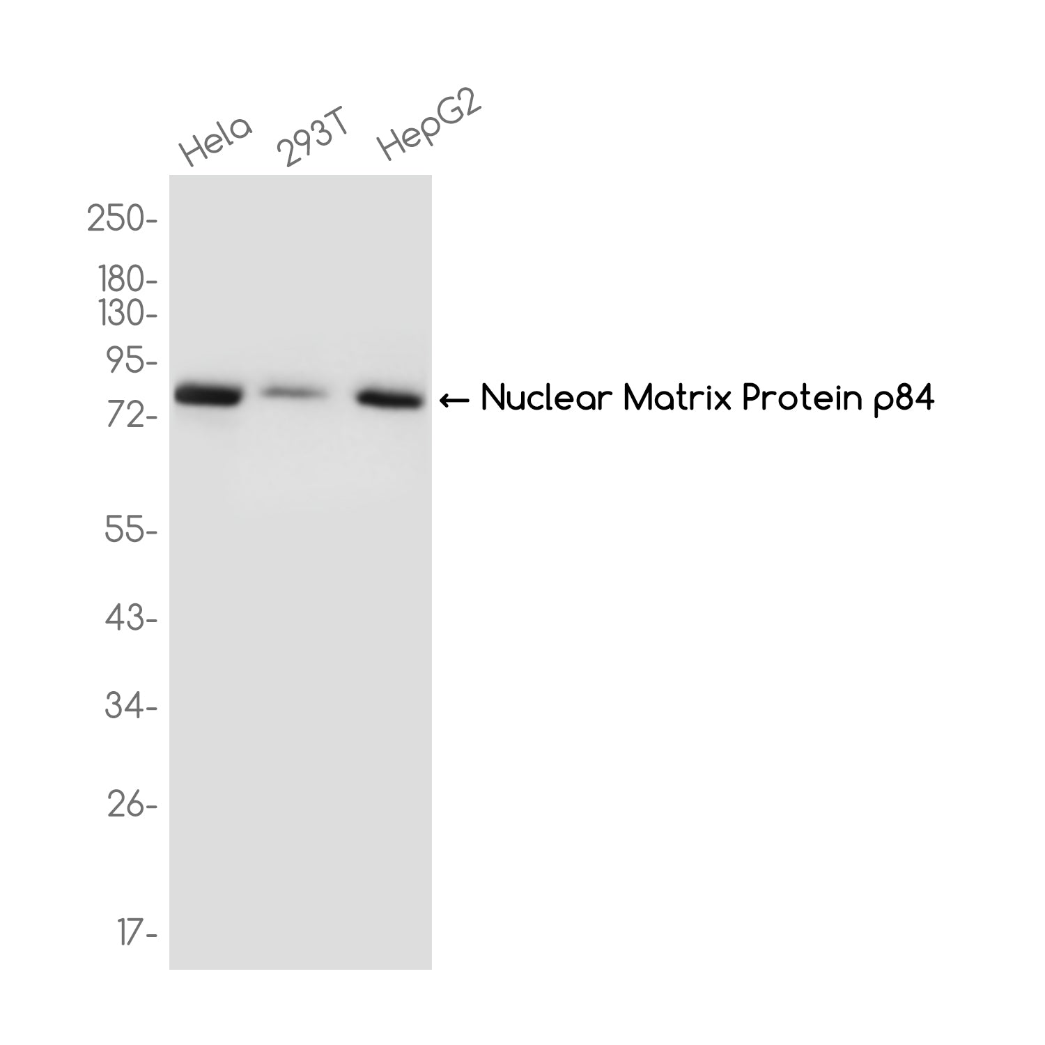 Anti-Nuclear Matrix Protein p84 Rabbit Monoclonal Antibody