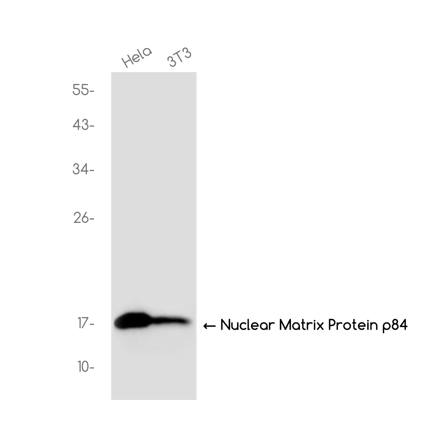 Anti-DiMethyl-Histone H3 (Lys36) Rabbit Monoclonal Antibody