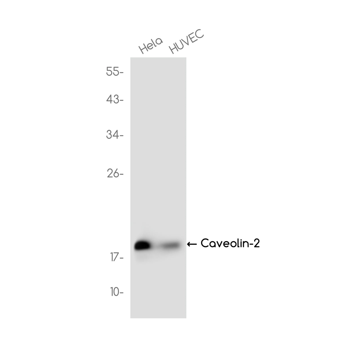 Anti-Caveolin 2 Rabbit Monoclonal Antibody