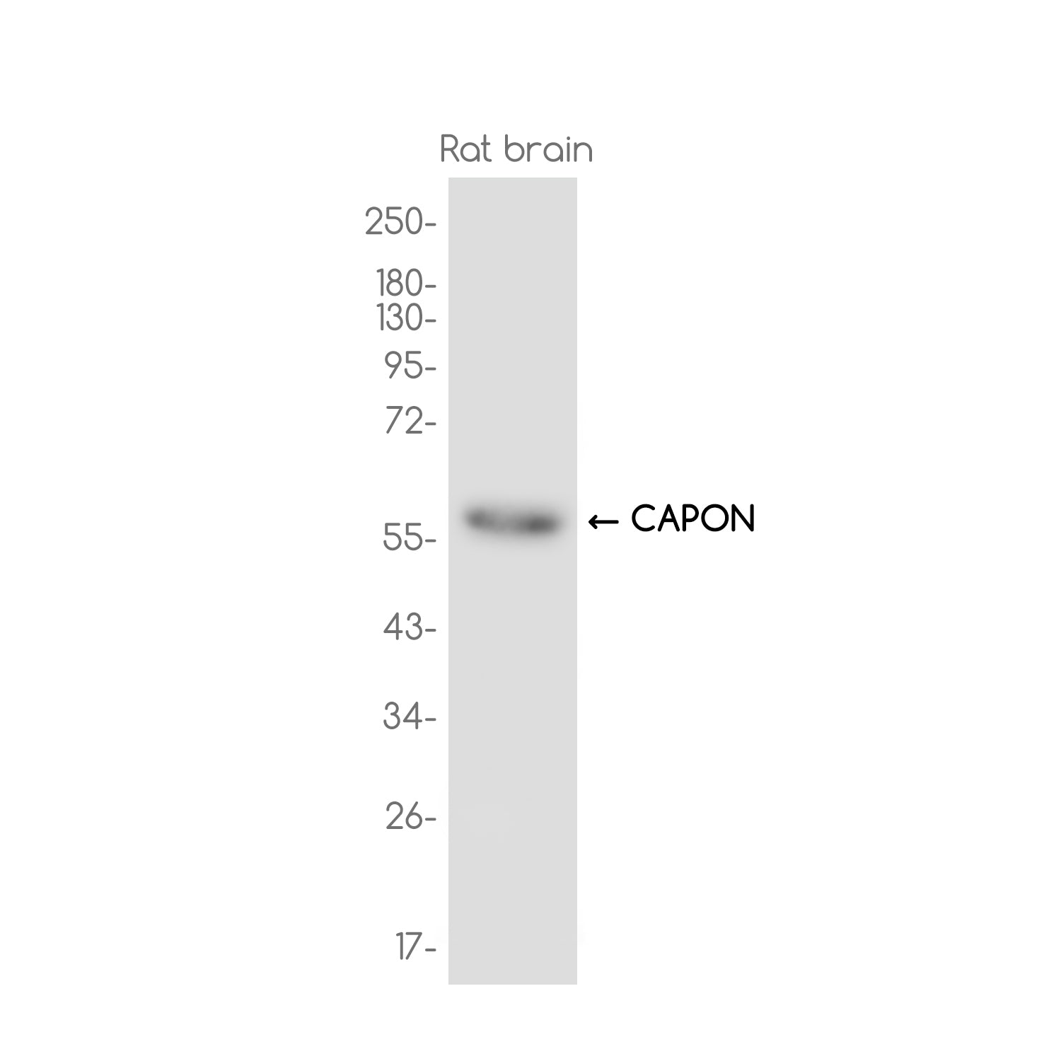 Anti-CAPON Rabbit Monoclonal Antibody