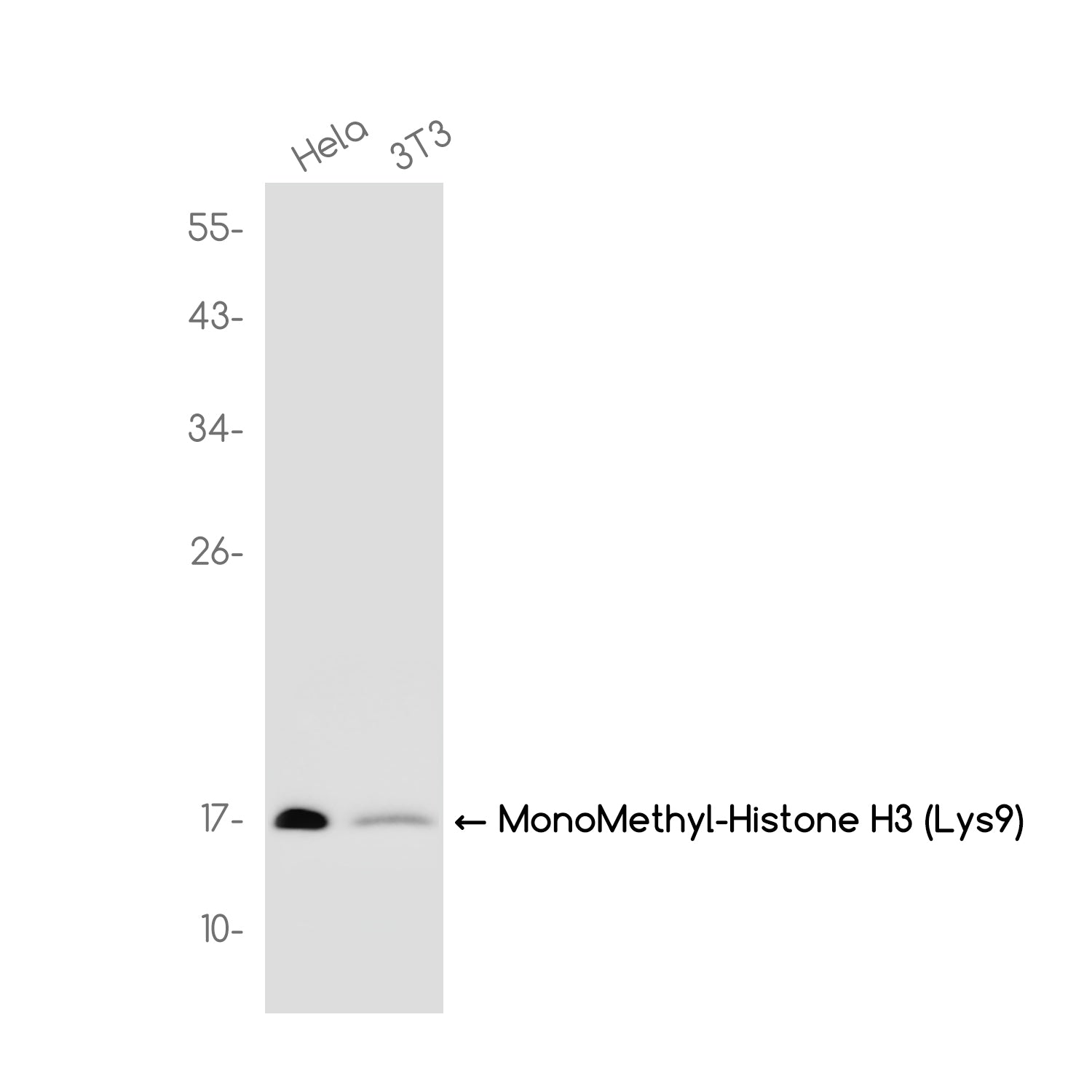 Anti-MonoMethyl-Histone H3 (Lys9) Rabbit Monoclonal Antibody