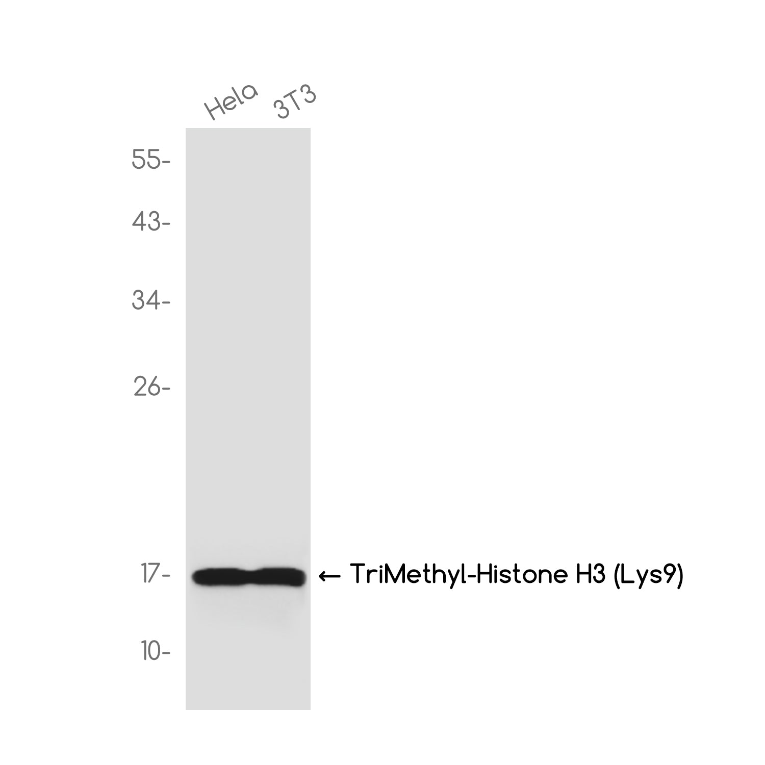 Anti-TriMethyl-Histone H3 (Lys9) Rabbit Monoclonal Antibody