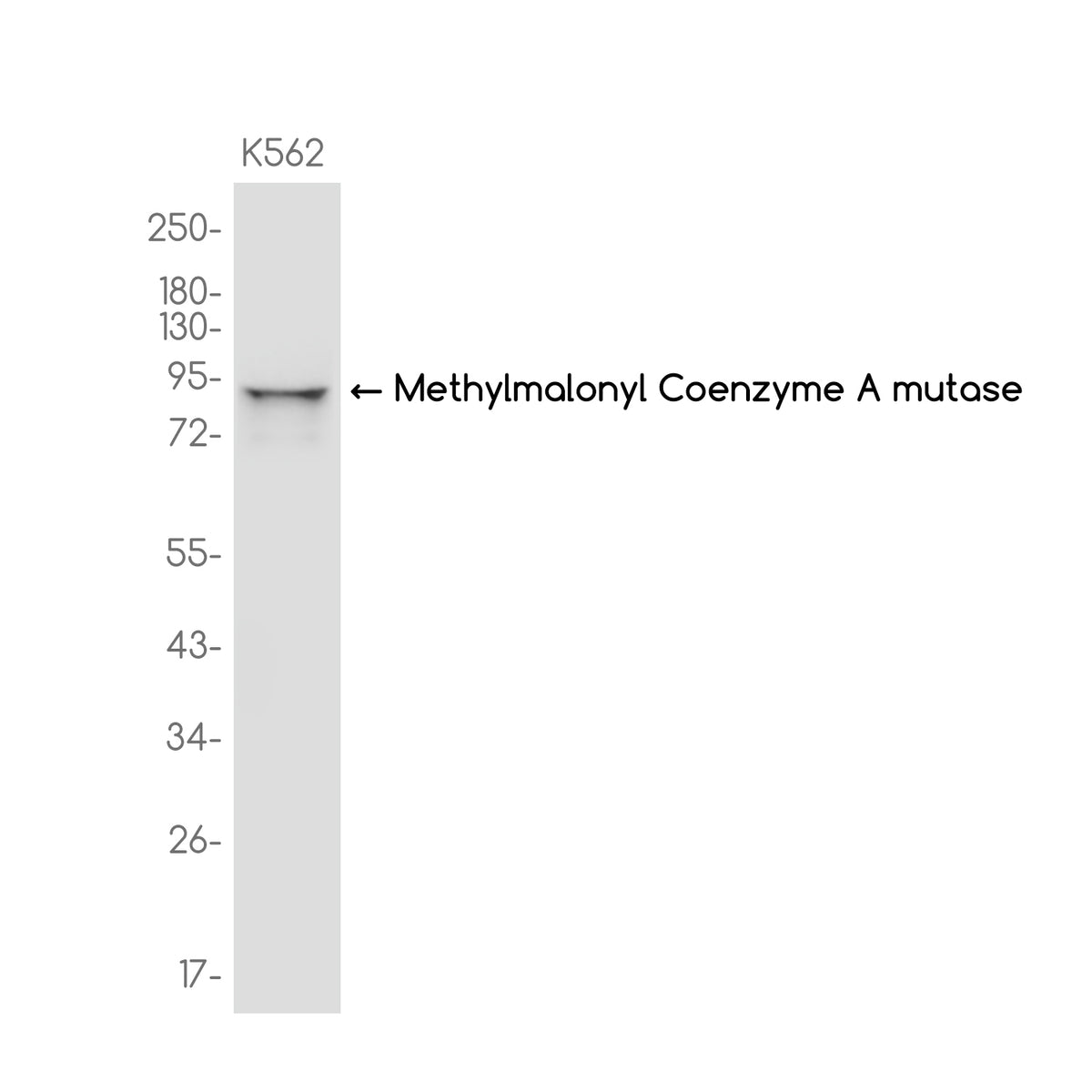 Anti-Methylmalonyl Coenzyme A mutase Rabbit Monoclonal Antibody