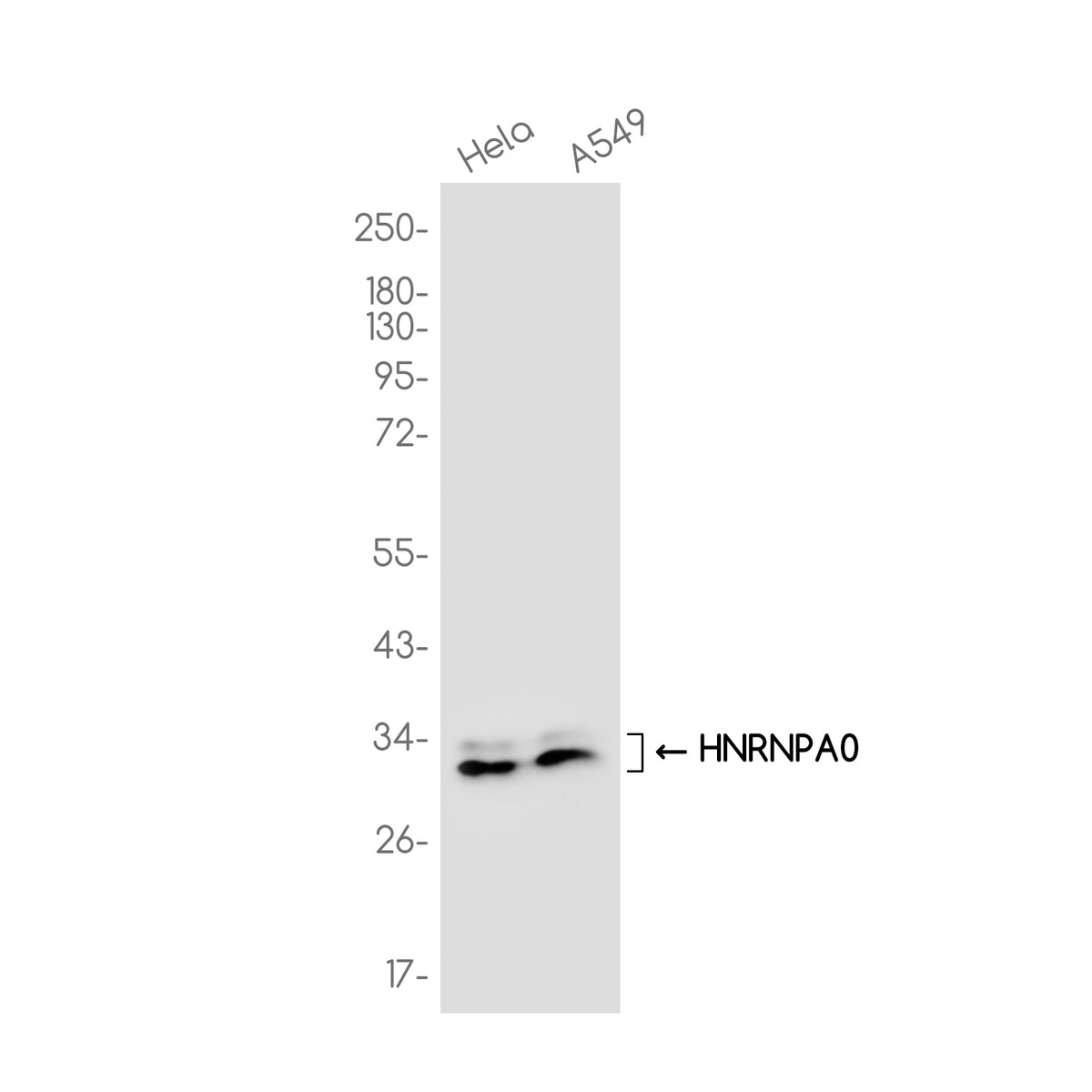 Anti-HNRNPA0 Rabbit Monoclonal Antibody