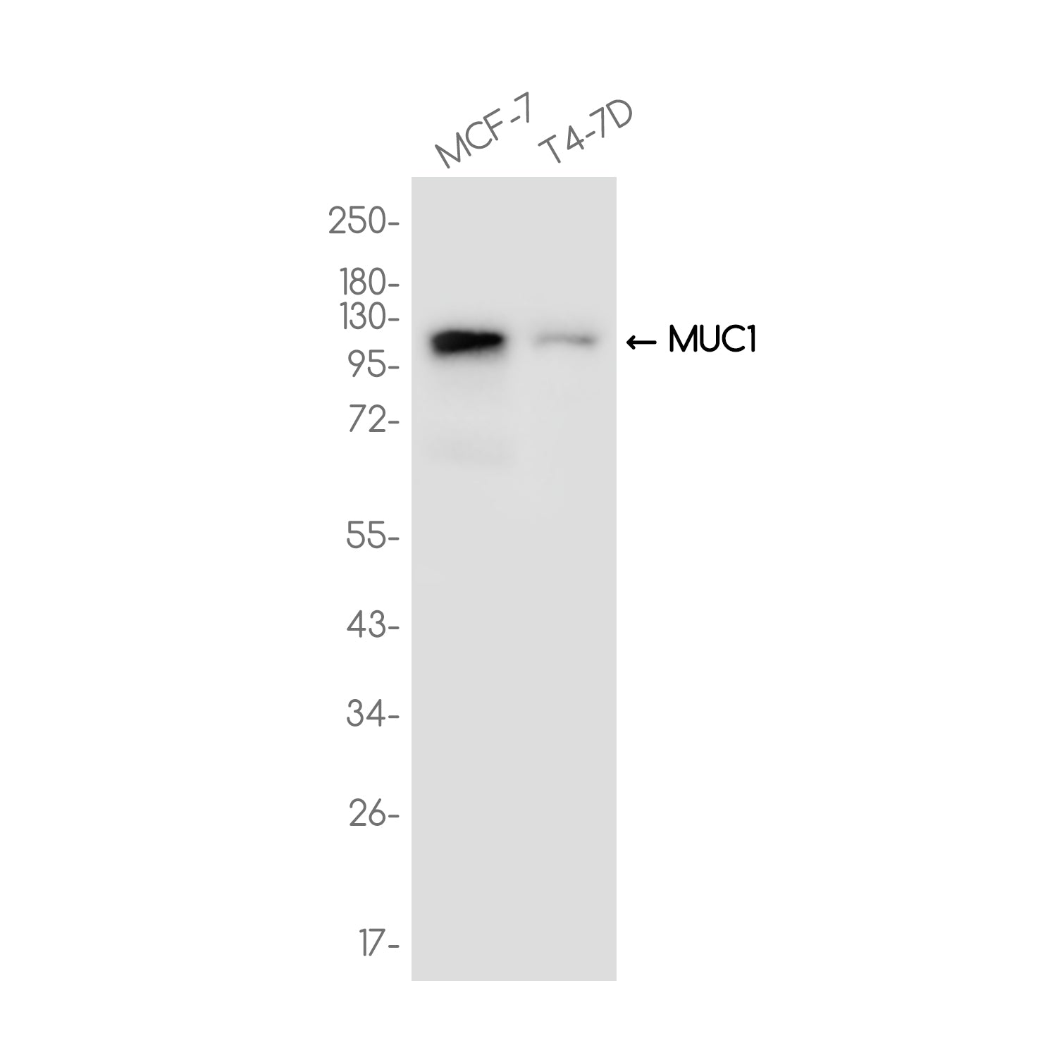 Anti-MUC1 Rabbit Monoclonal Antibody