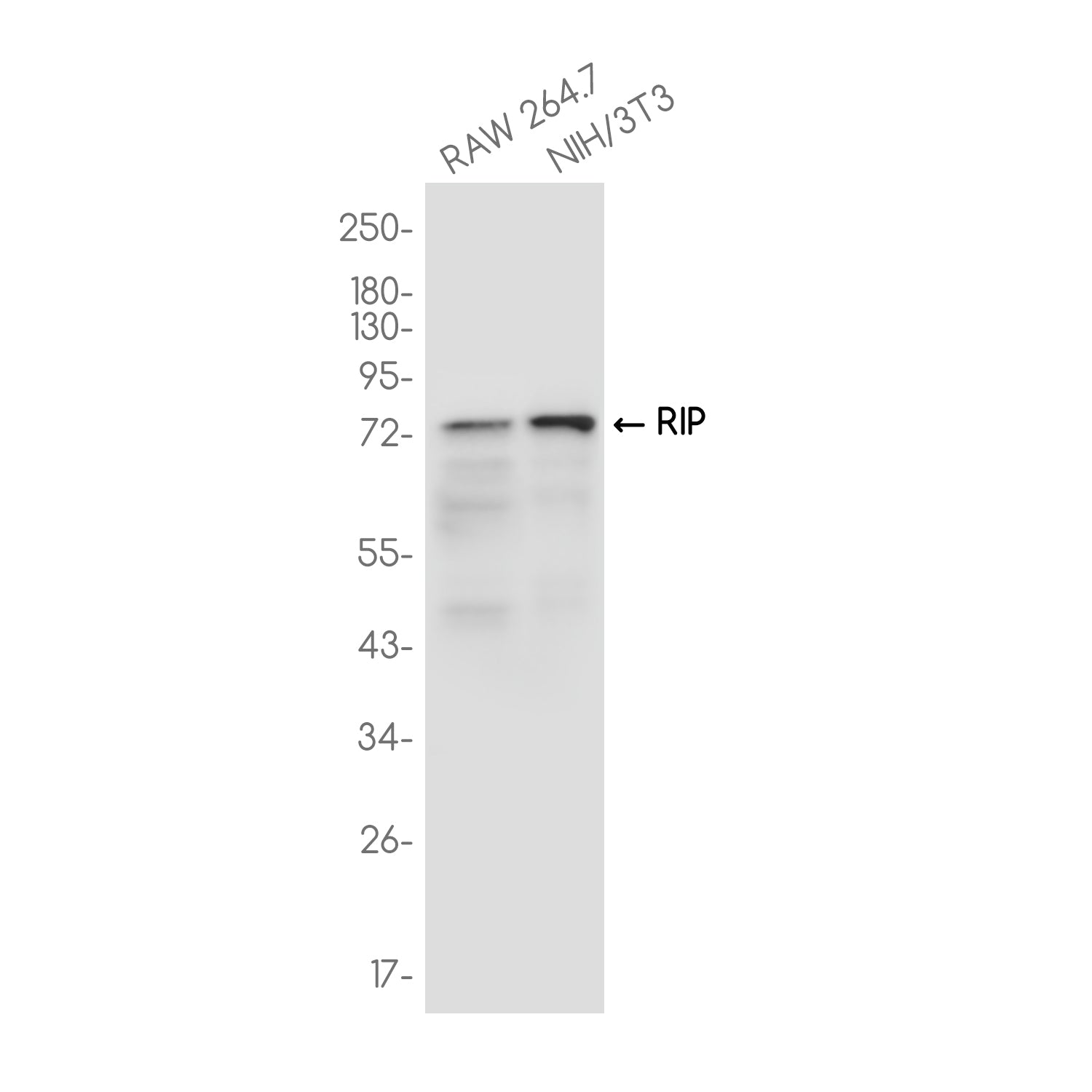 Anti-RIP Rabbit Monoclonal Antibody