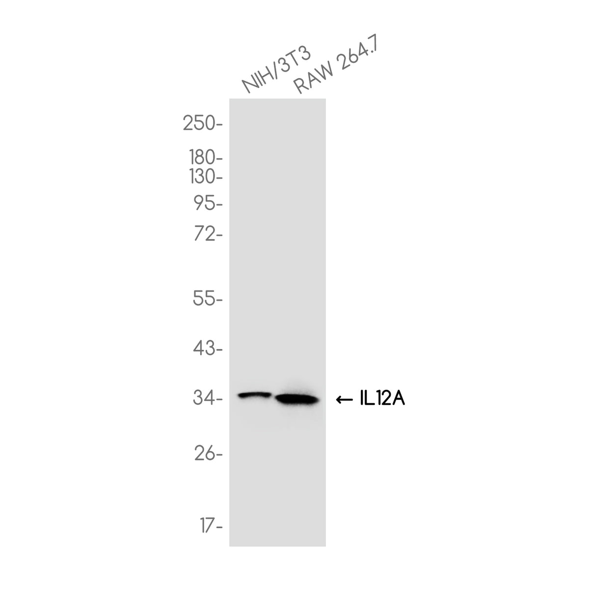 Anti-IL-12A Rabbit Monoclonal Antibody