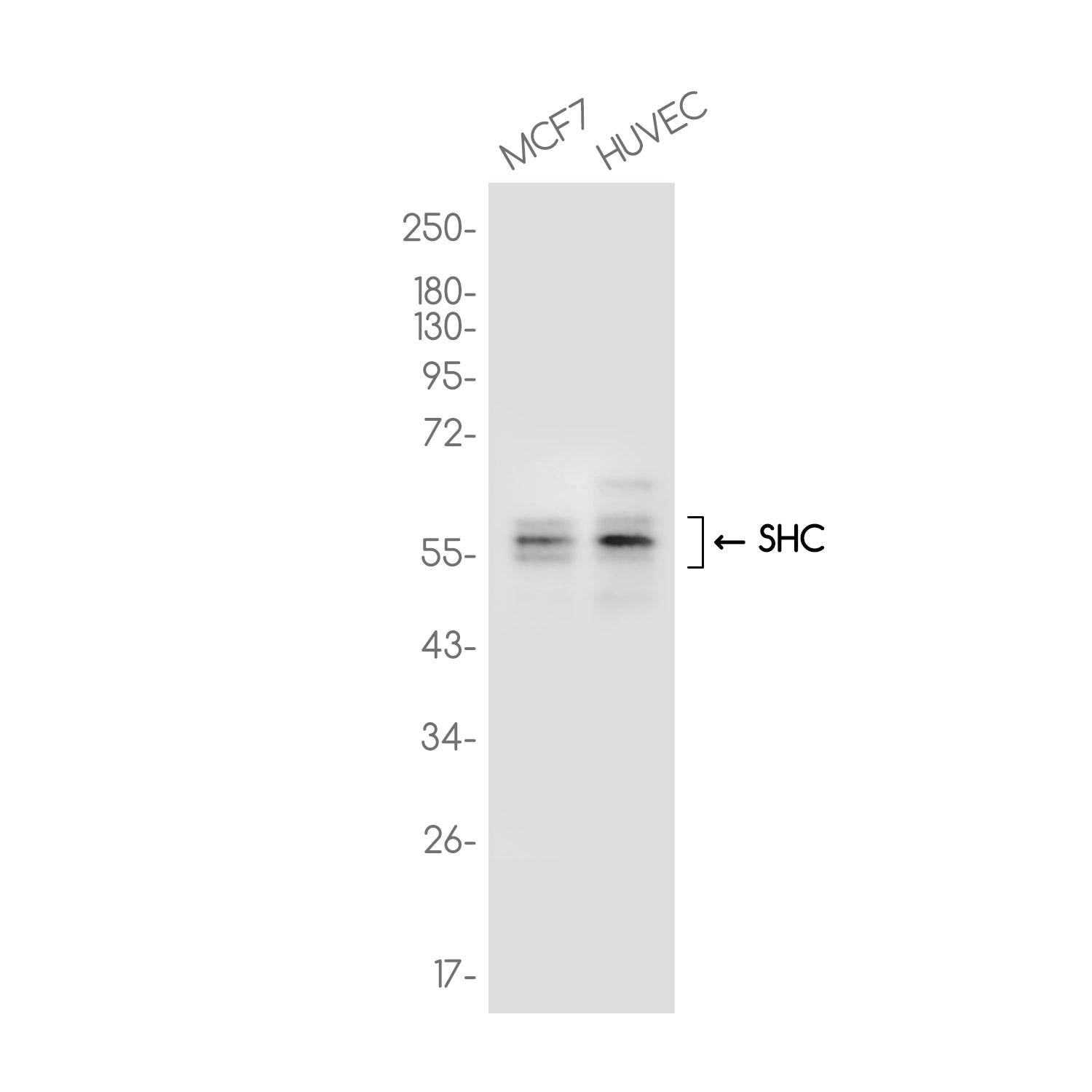 Anti-SHC Rabbit Monoclonal Antibody