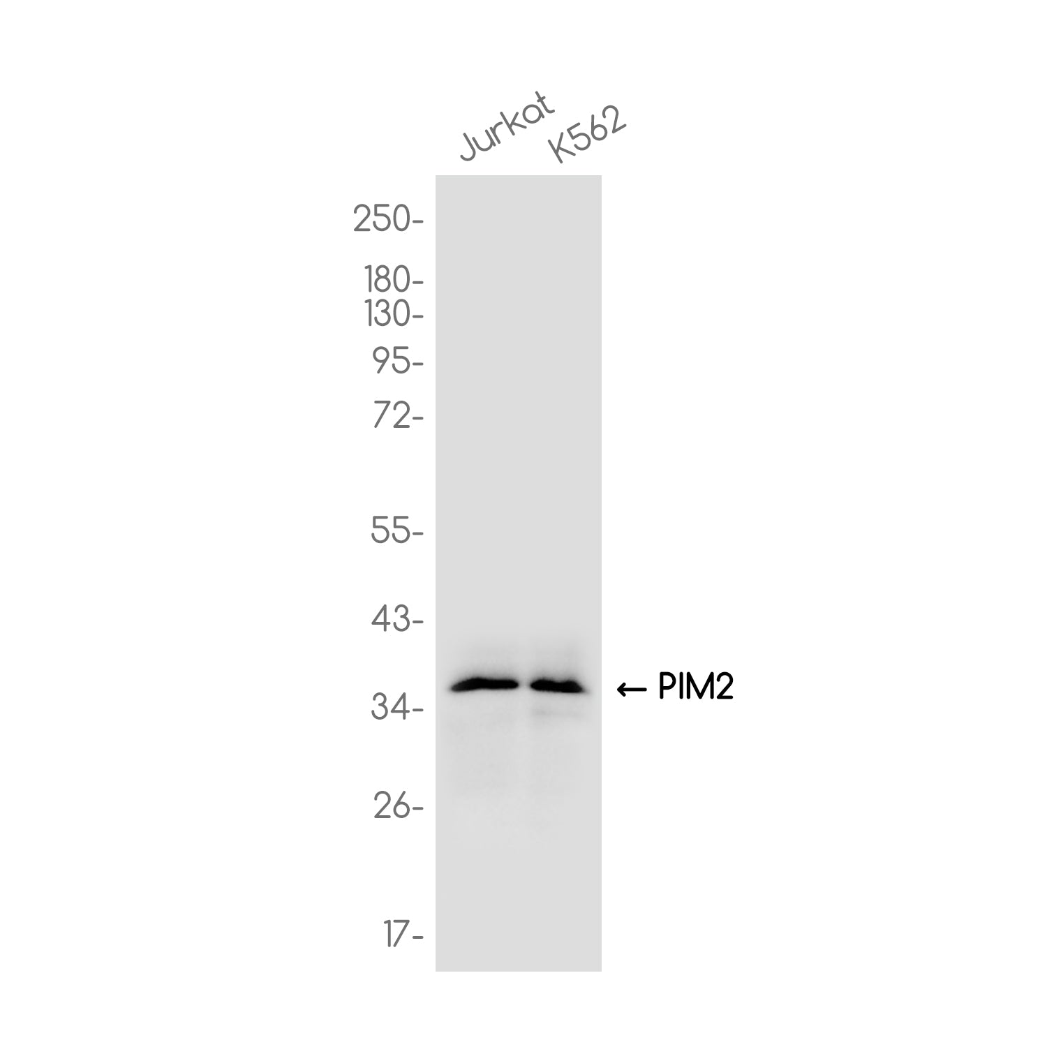 Anti-PIM2 Rabbit Monoclonal Antibody