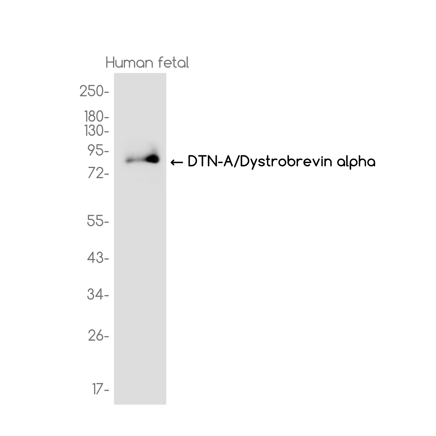 Anti-DTN-A Rabbit Monoclonal Antibody