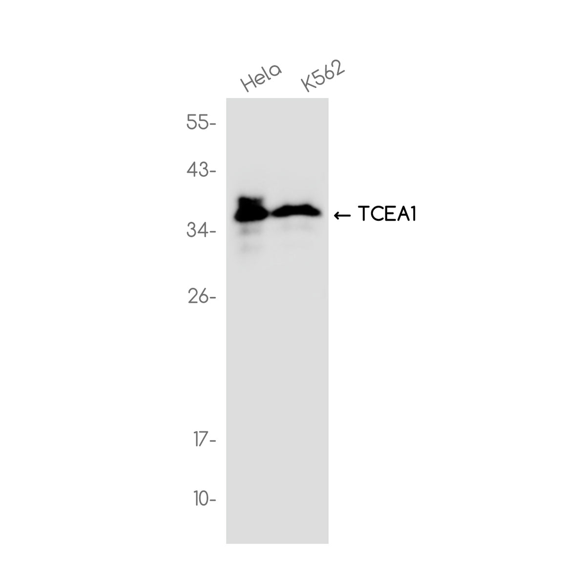 Anti-TCEA1 Rabbit Monoclonal Antibody