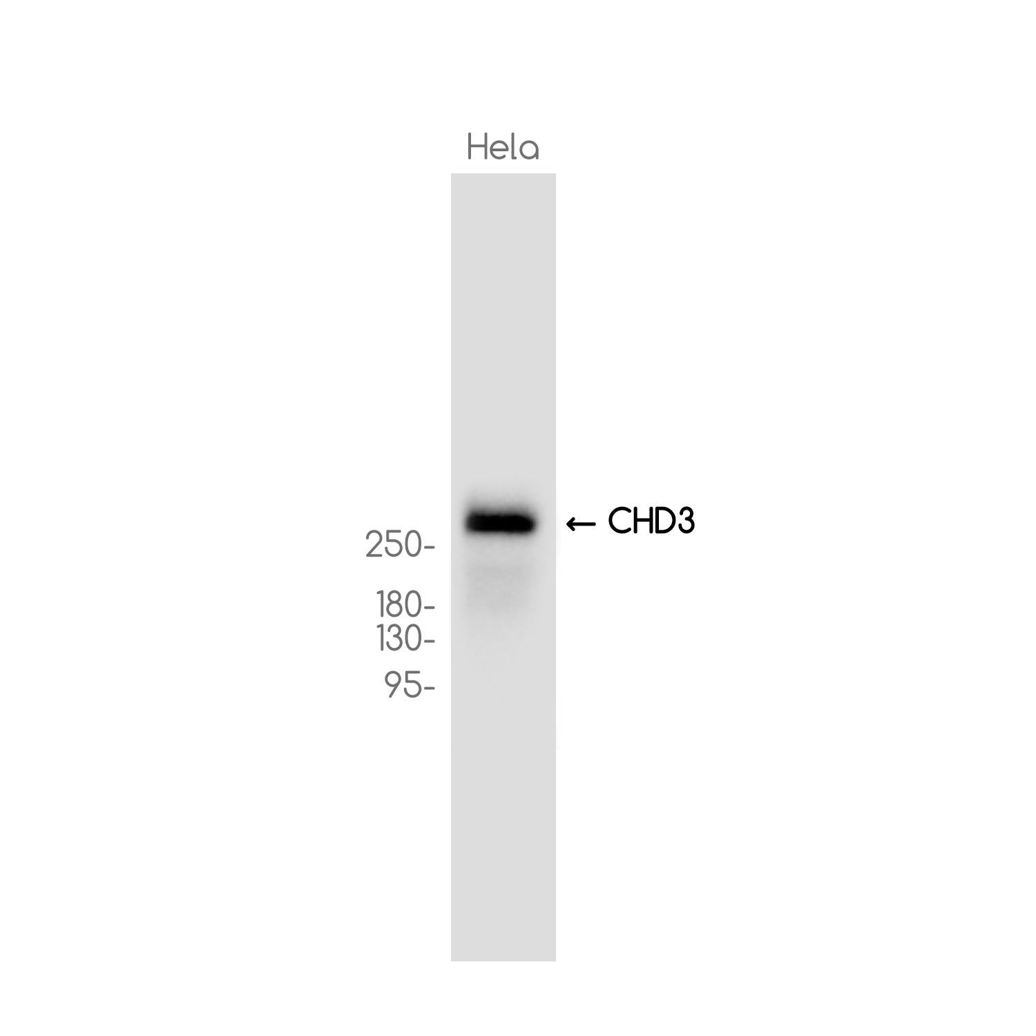 Anti-CHD3 Rabbit Monoclonal Antibody