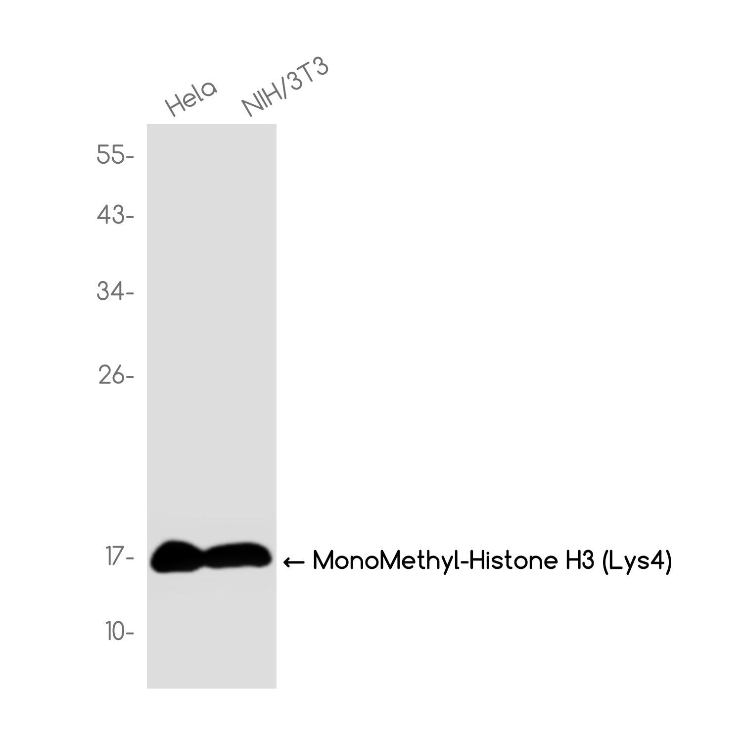 Anti-MonoMethyl-Histone H3 (Lys4) Rabbit Monoclonal Antibody