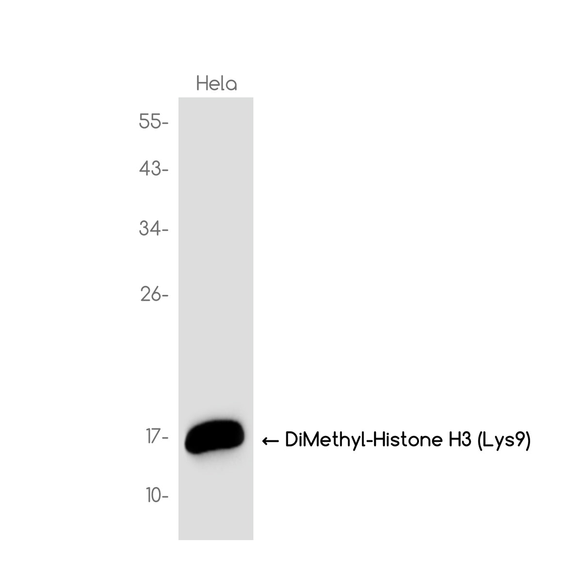 Anti-DiMethyl-Histone H3 (Lys9) Rabbit Monoclonal Antibody