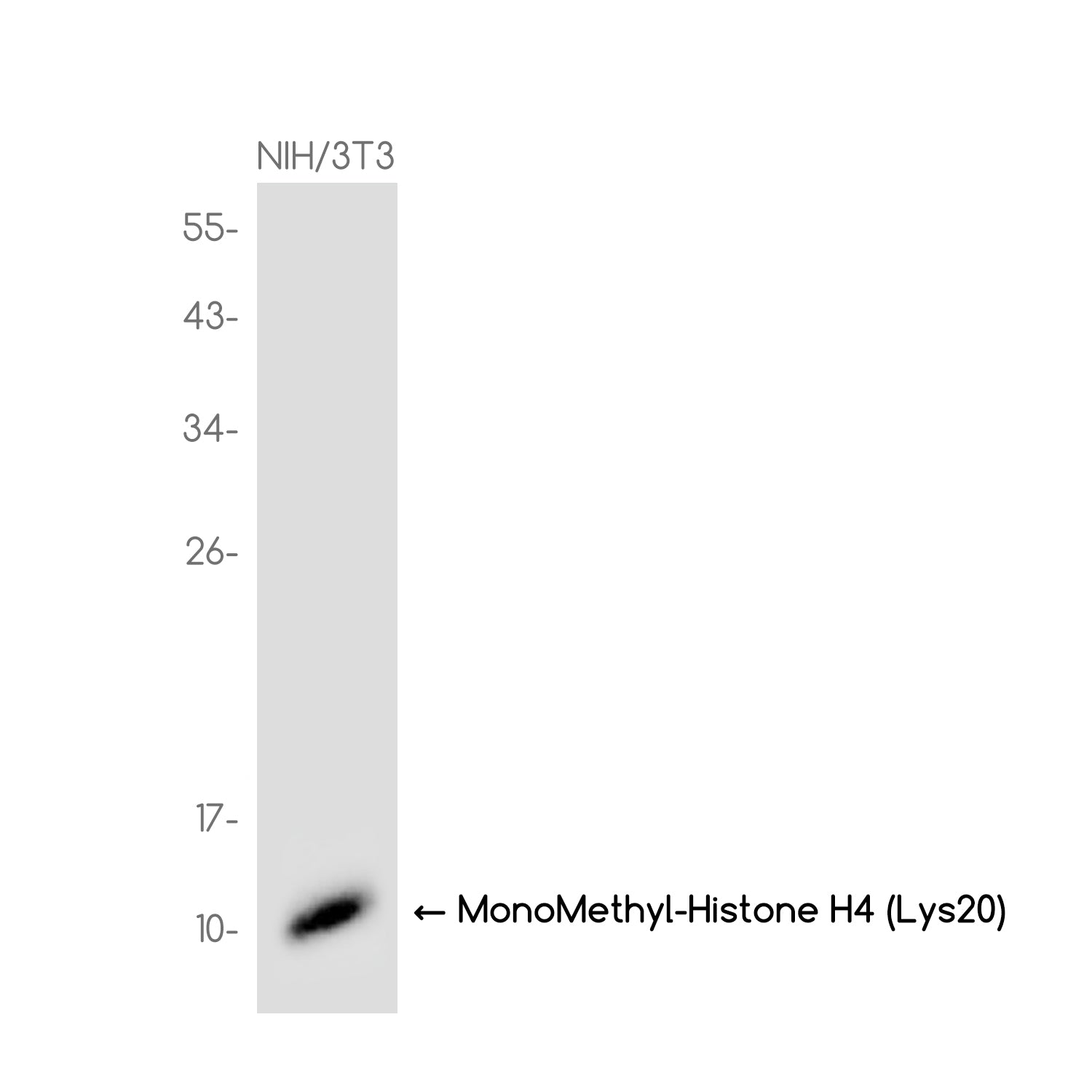Anti-MonoMethyl-Histone H4 (Lys20) Rabbit Monoclonal Antibody