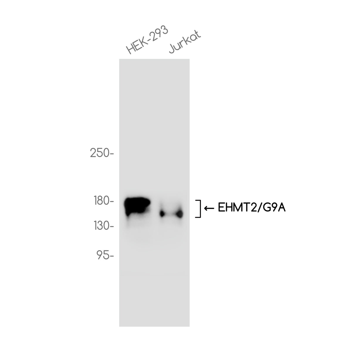 Anti-EHMT2/G9A Rabbit Monoclonal Antibody