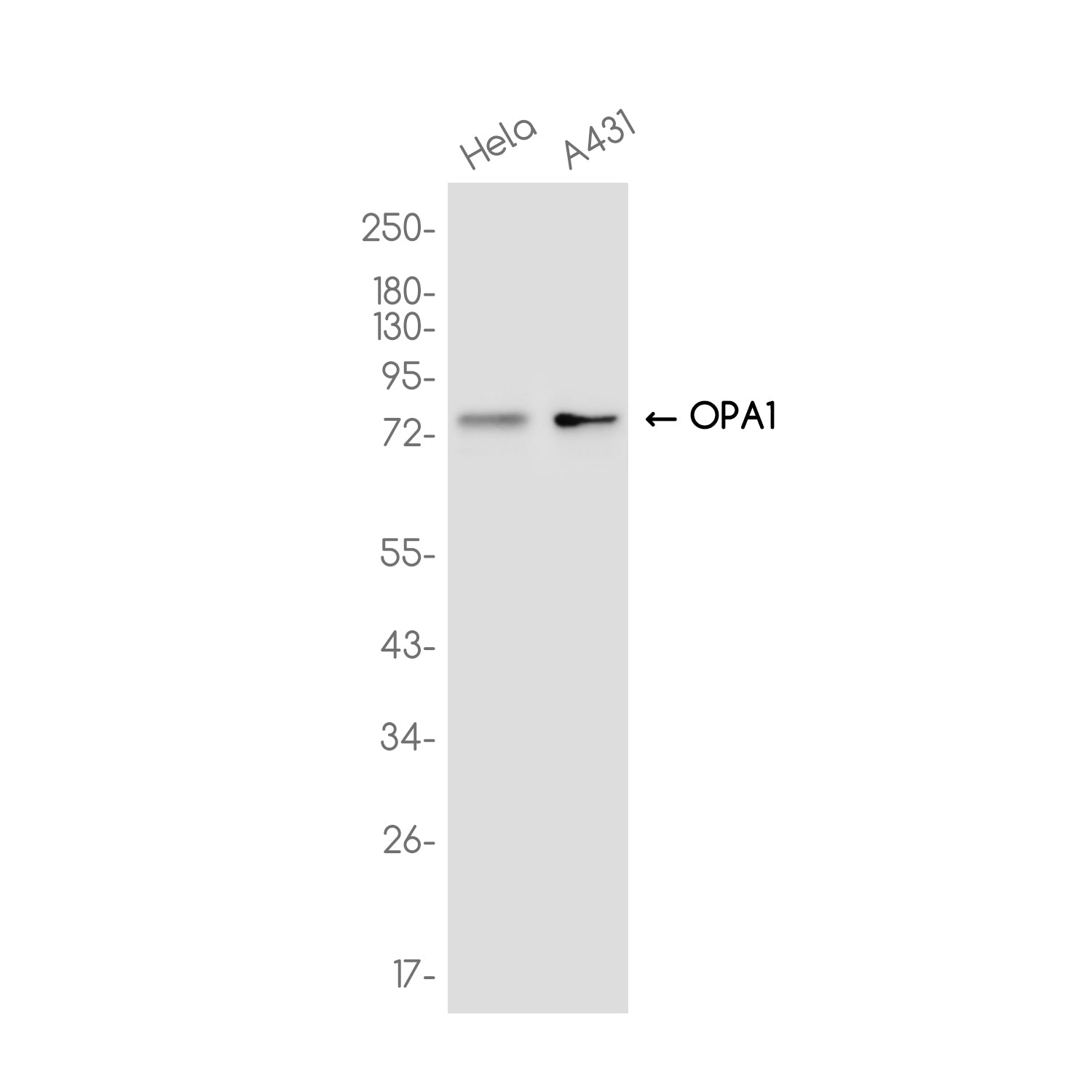 Anti-OPA1 Rabbit Monoclonal Antibody