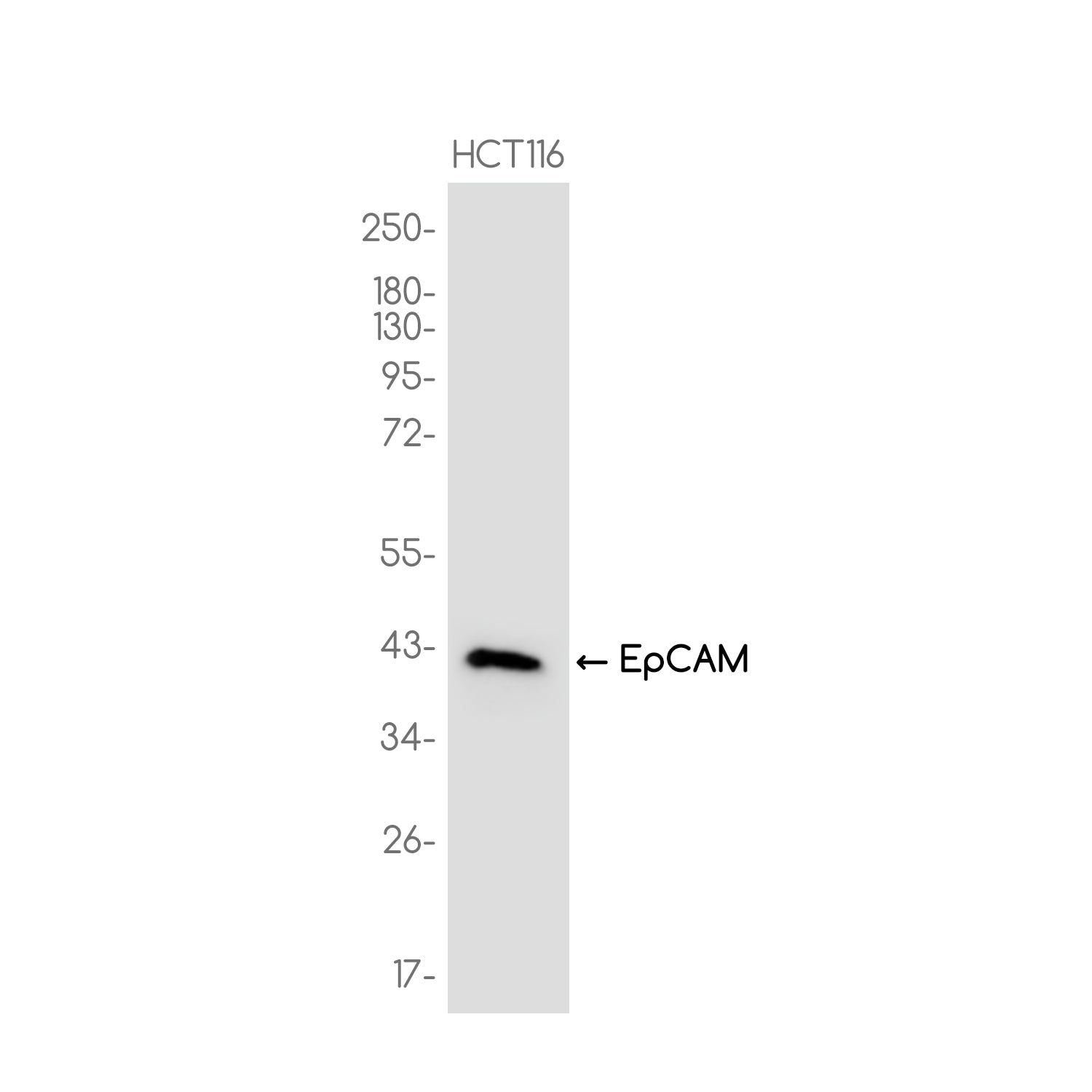 Anti-EpCAM Rabbit Monoclonal Antibody
