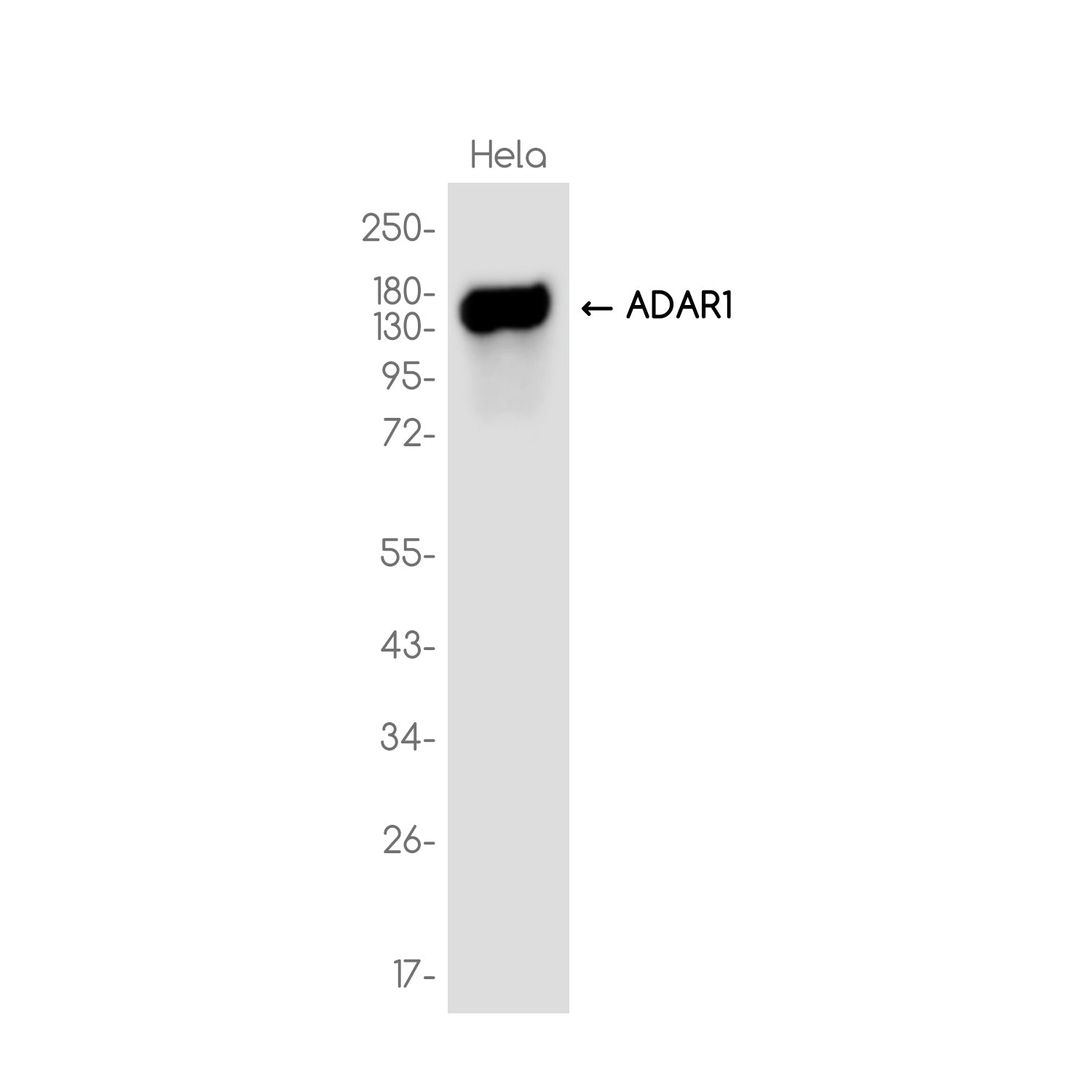 Anti-ADAR1 Rabbit Monoclonal Antibody