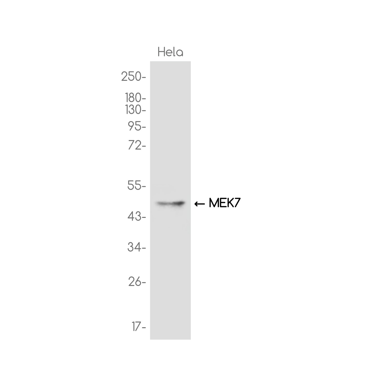 Anti-MEK7 Rabbit Monoclonal Antibody