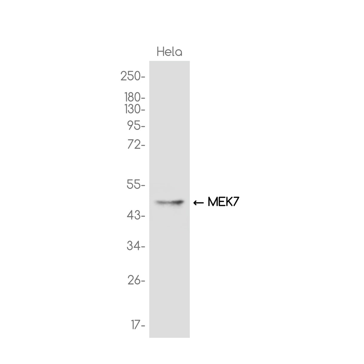Anti-MEK7 Rabbit Monoclonal Antibody
