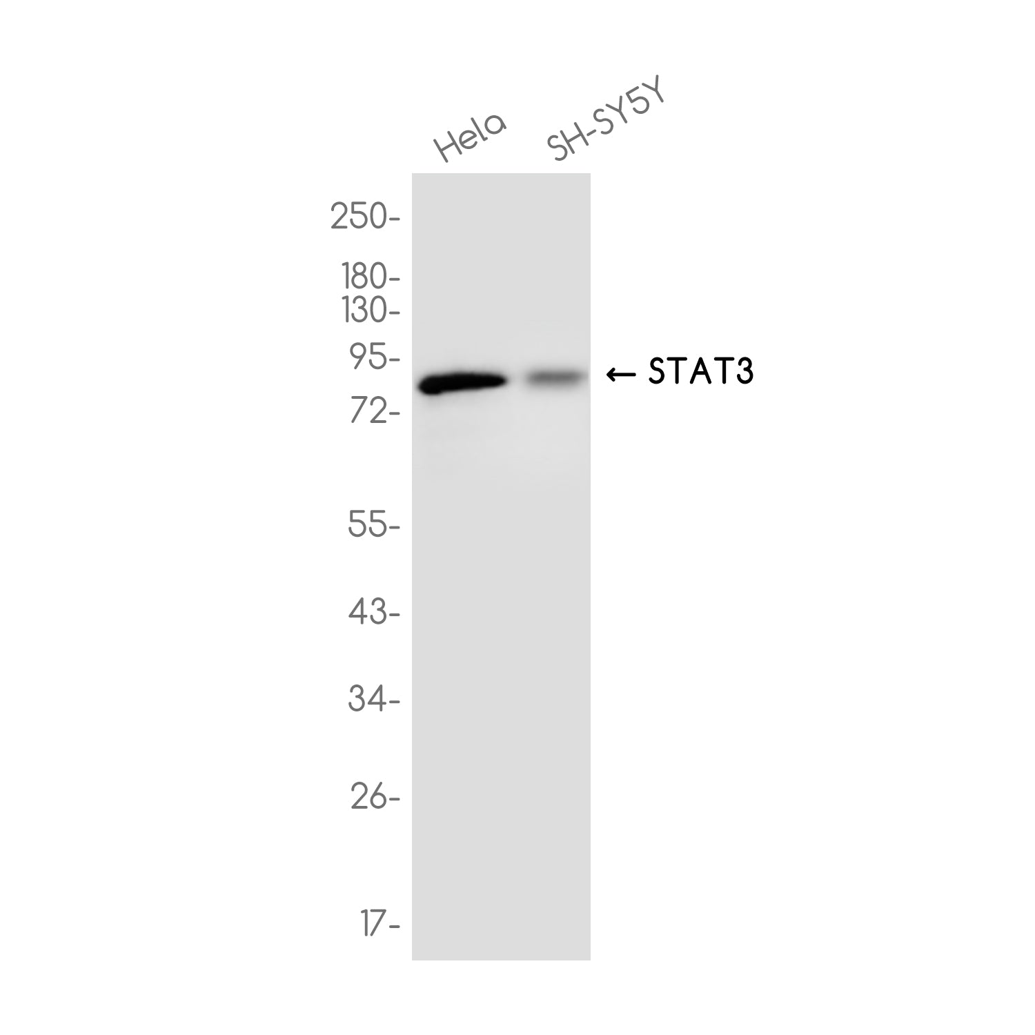 Anti-STAT3 Rabbit Monoclonal Antibody