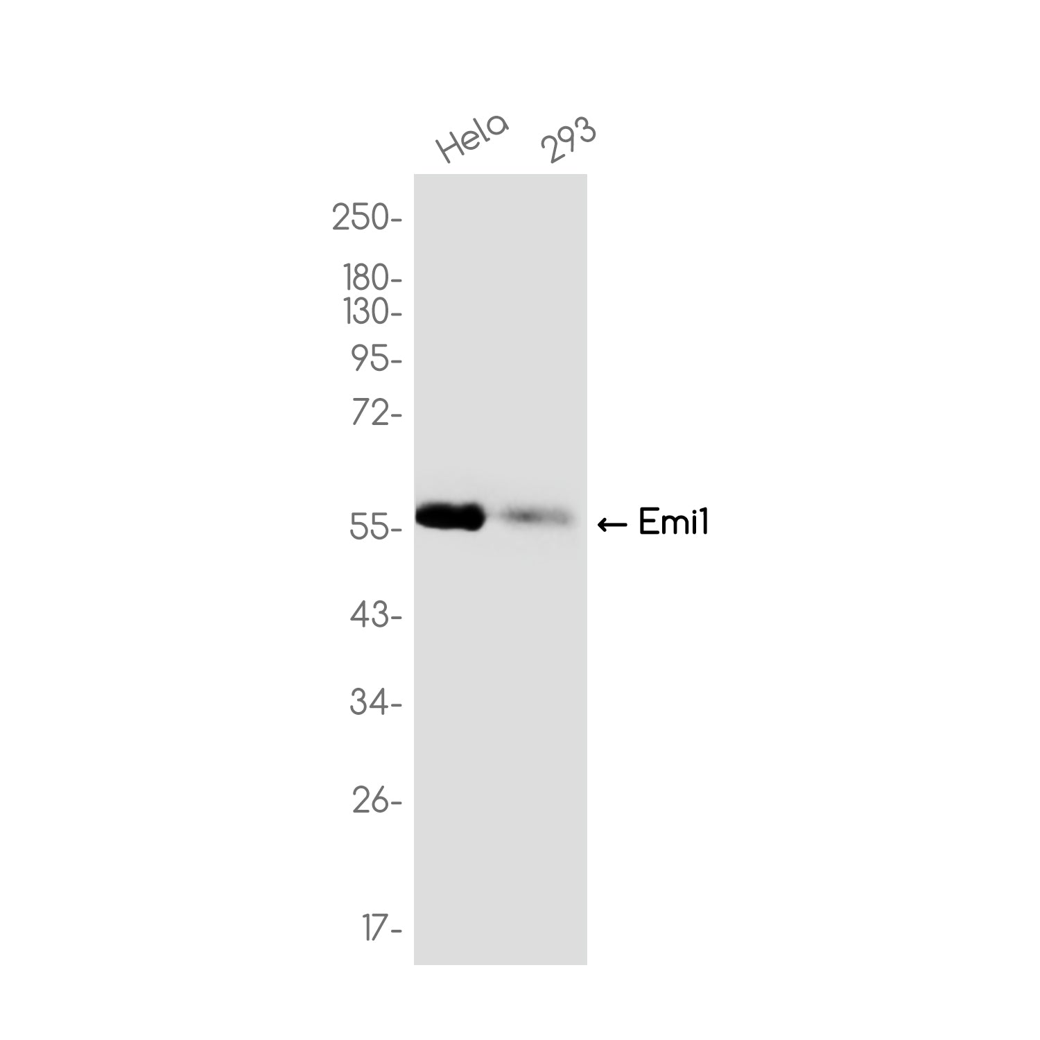 Anti-Emi1 Rabbit Monoclonal Antibody