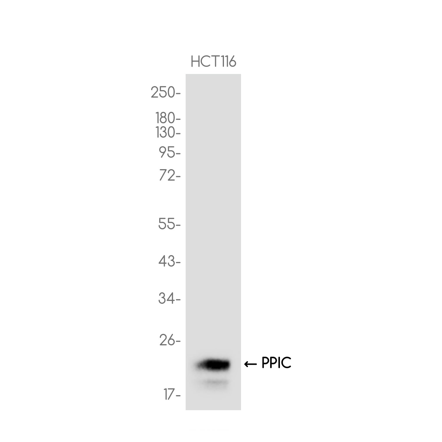 Anti-PPIC Rabbit Monoclonal Antibody