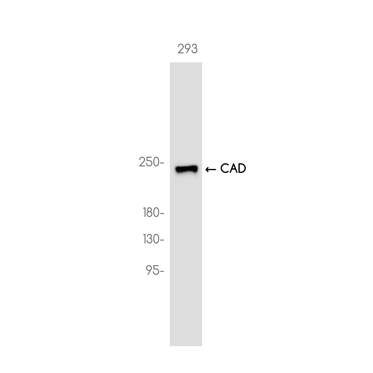 Anti-CAD Rabbit Monoclonal Antibody