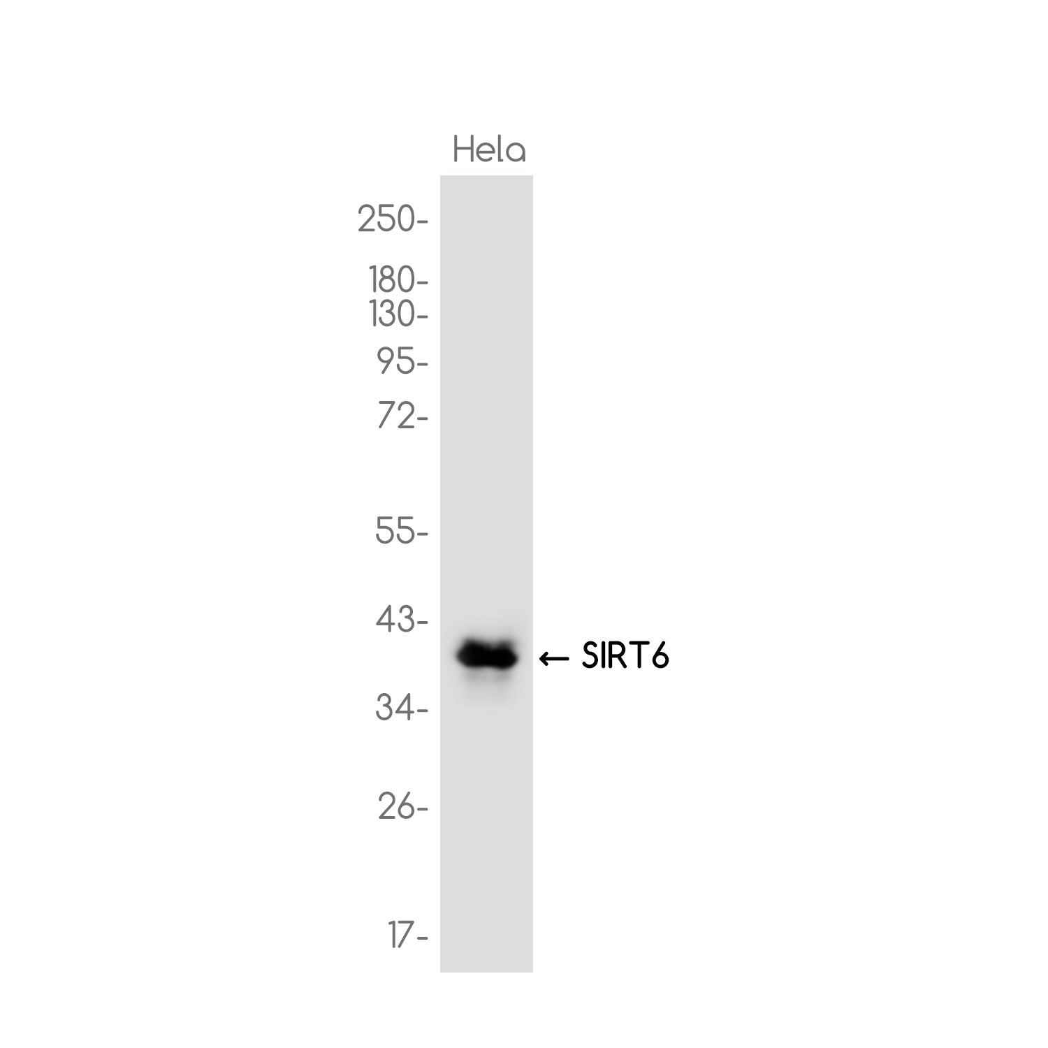 Anti-SIRT6 Rabbit Monoclonal Antibody