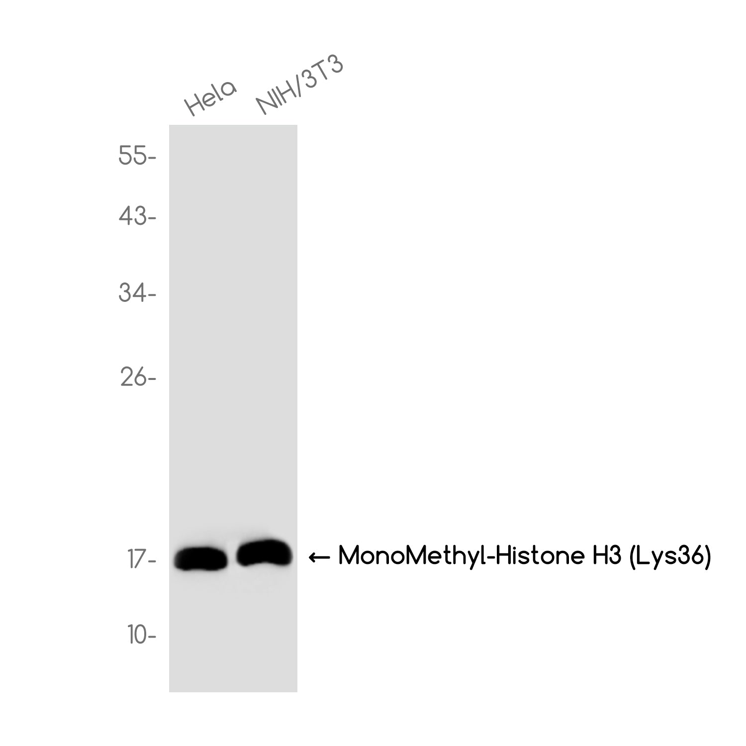 Anti-MonoMethyl-Histone H3 (Lys36) Rabbit Monoclonal Antibody