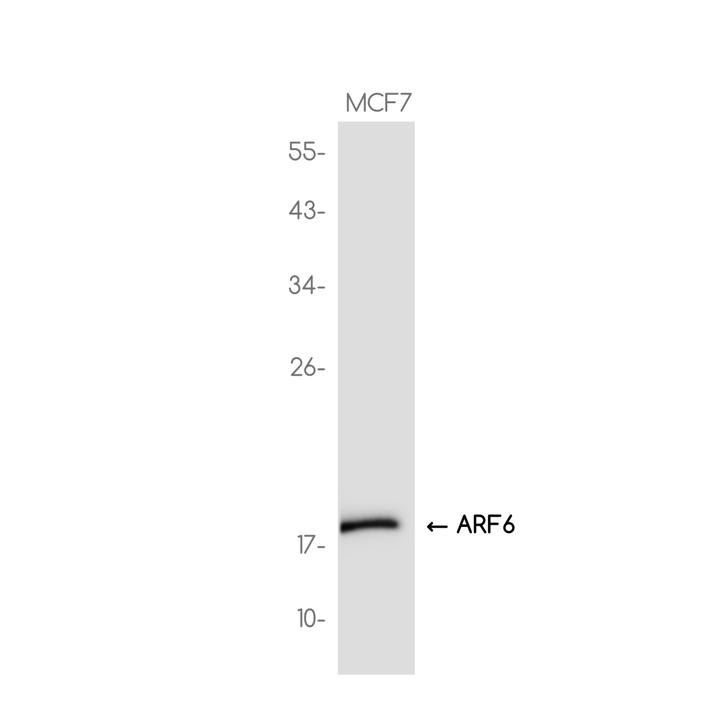 Anti-ARF6 Rabbit Monoclonal Antibody