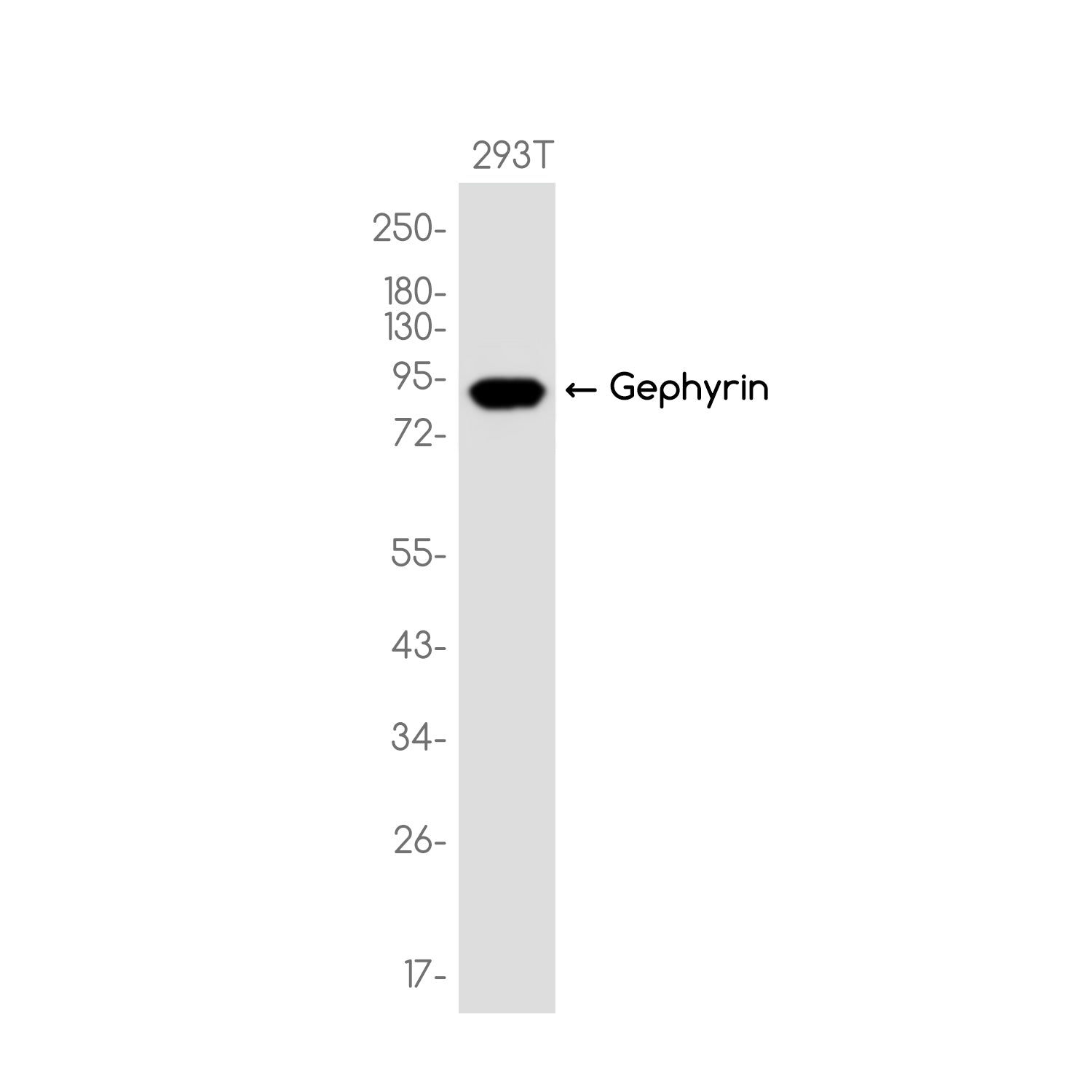 Anti-Gephyrin Rabbit Monoclonal Antibody