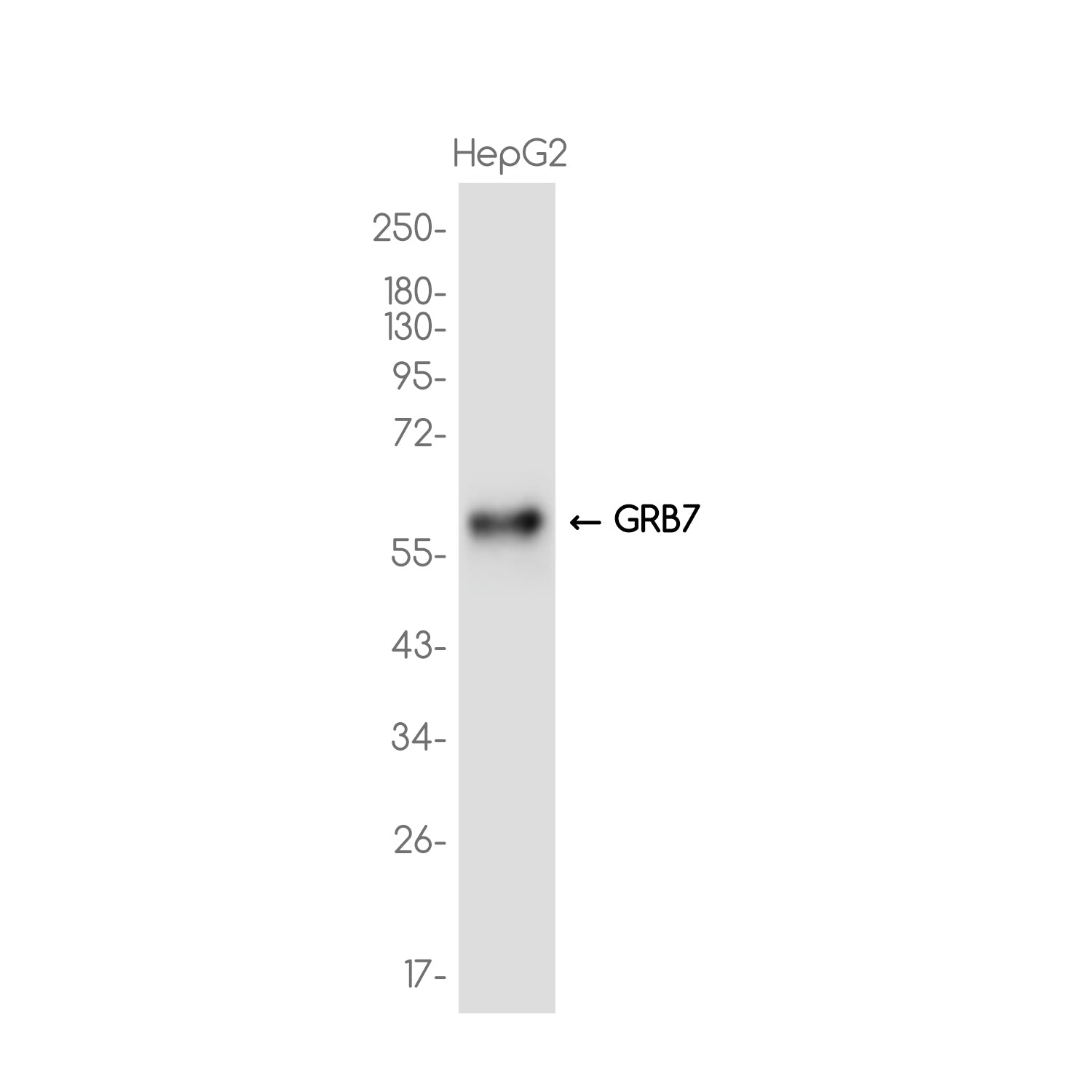 Anti-GRB7 Rabbit Monoclonal Antibody
