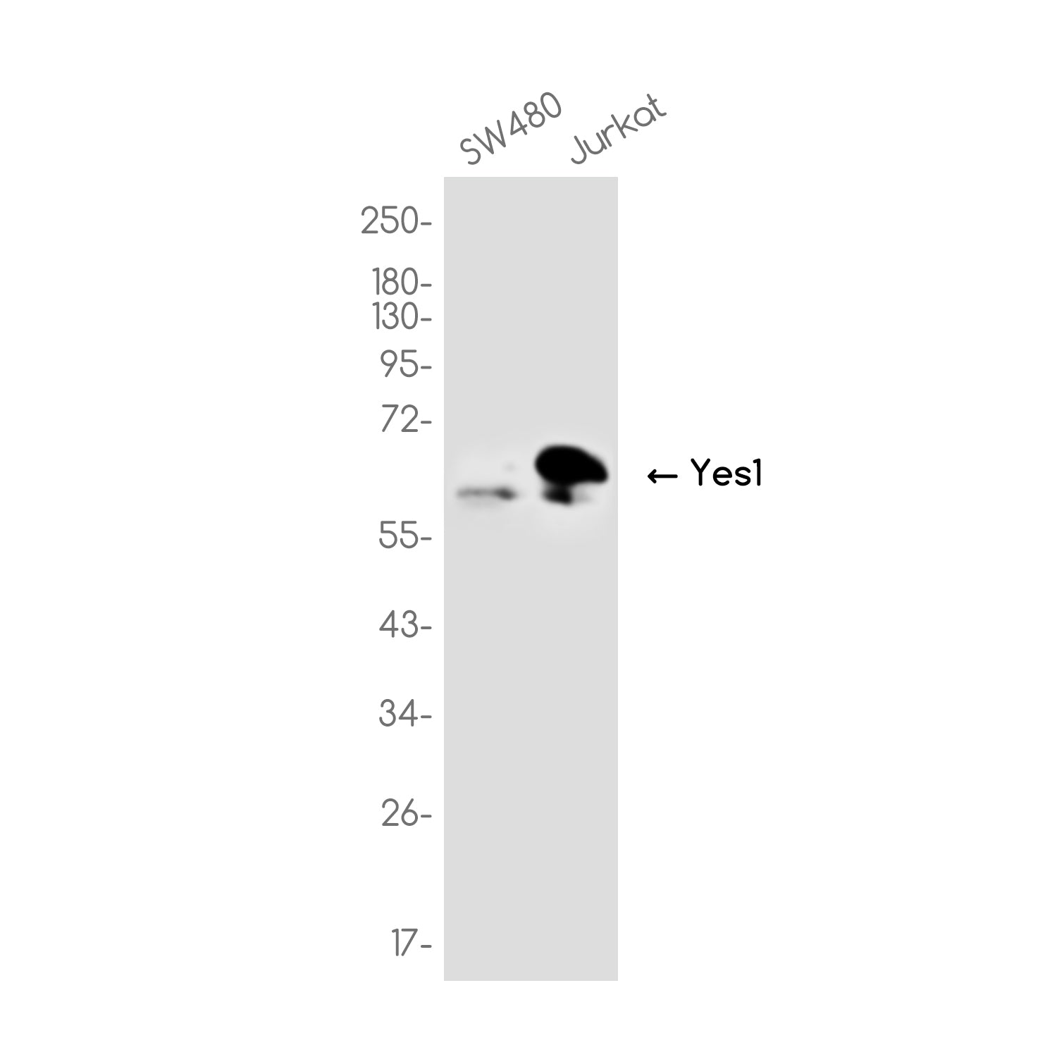Anti-Yes1 Rabbit Monoclonal Antibody