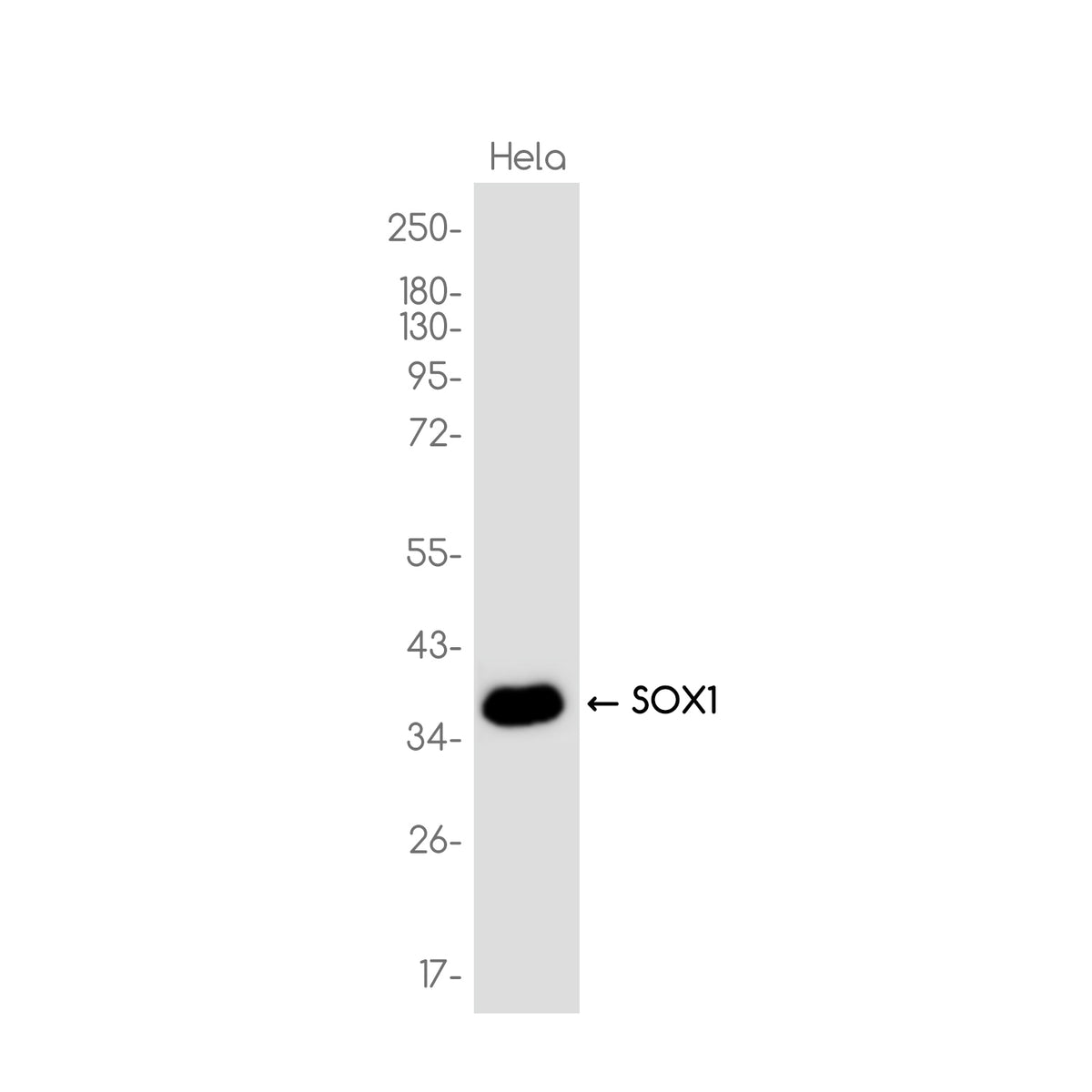 Anti-SOX1 Rabbit Monoclonal Antibody