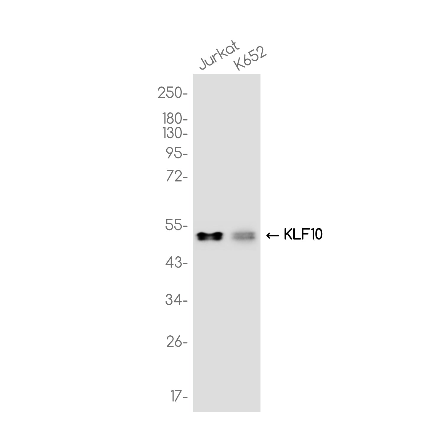 Anti-KLF10 Rabbit Monoclonal Antibody