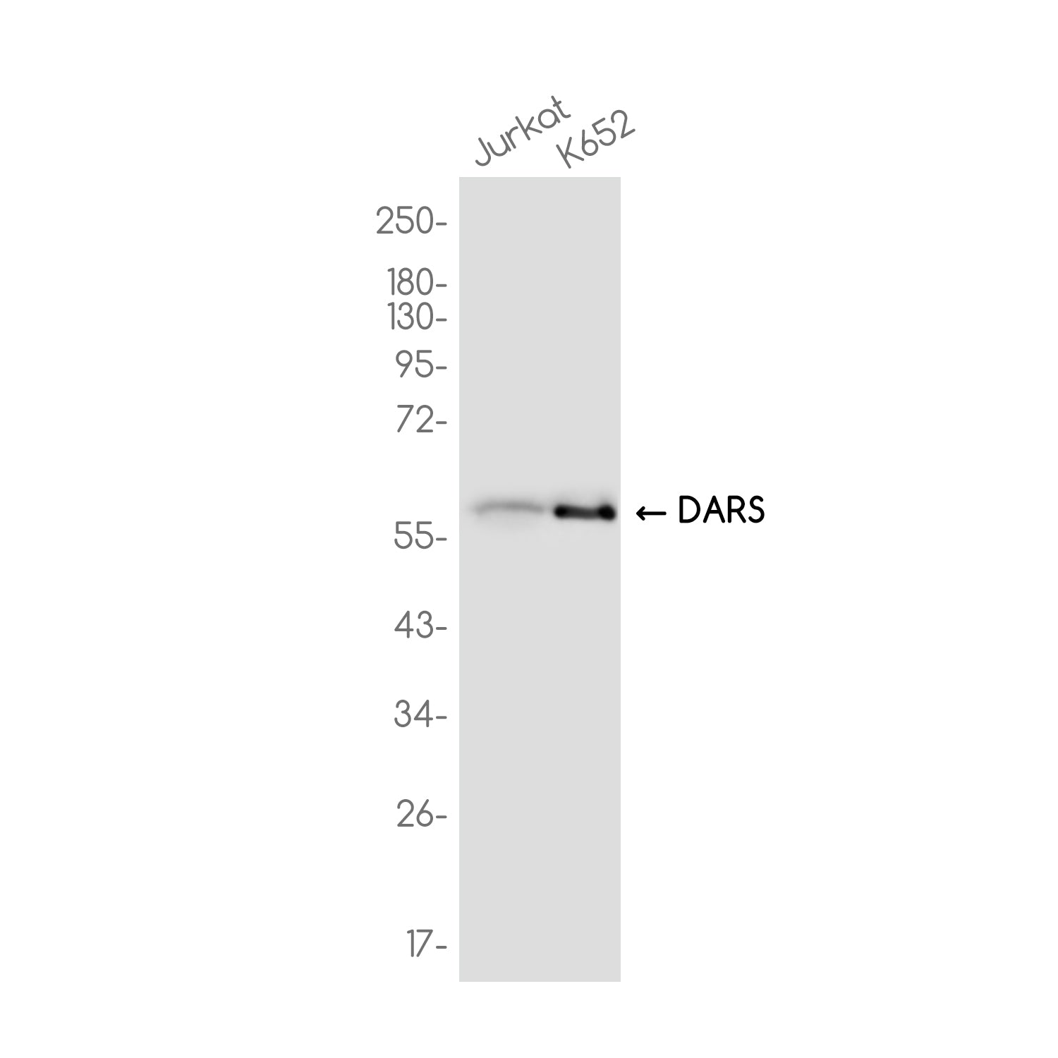 Anti-DARS Rabbit Monoclonal Antibody