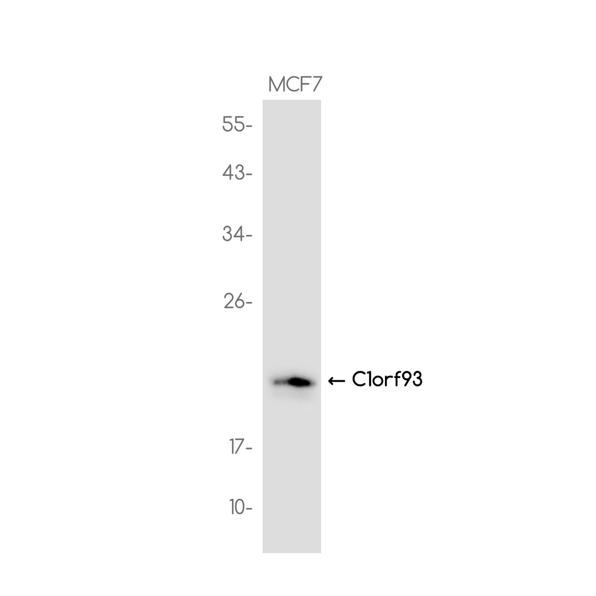 Anti-C1orf93 Rabbit Monoclonal Antibody