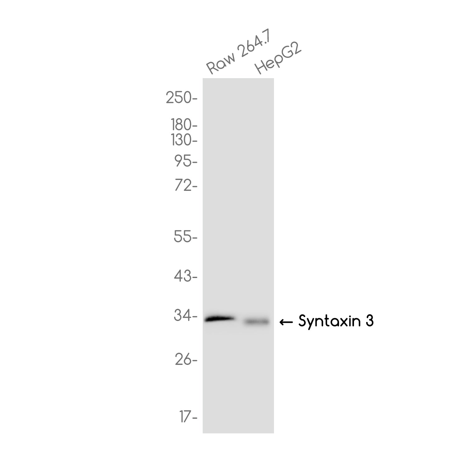 Anti-Syntaxin 3 Rabbit Monoclonal Antibody