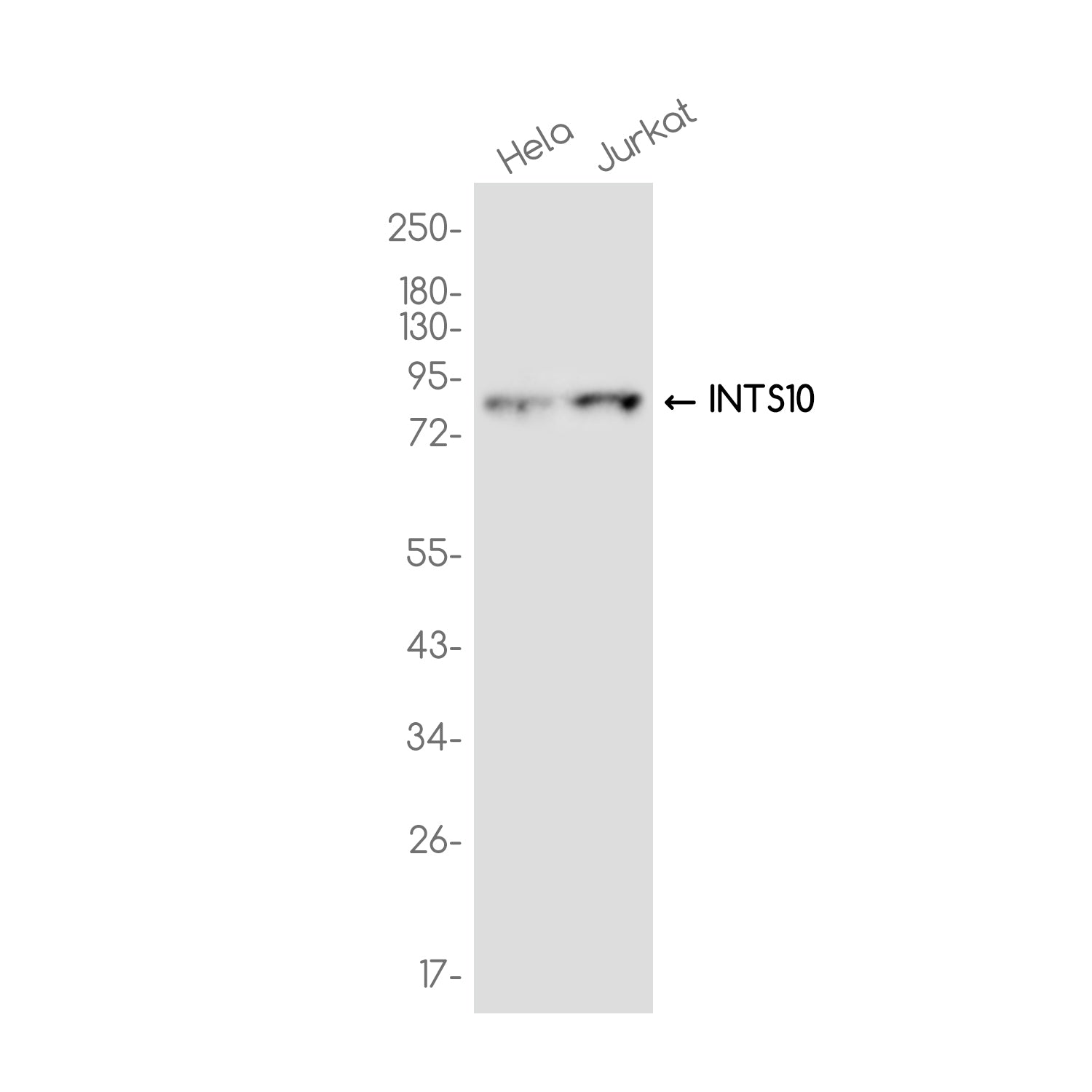 Anti-INTS10 Rabbit Monoclonal Antibody