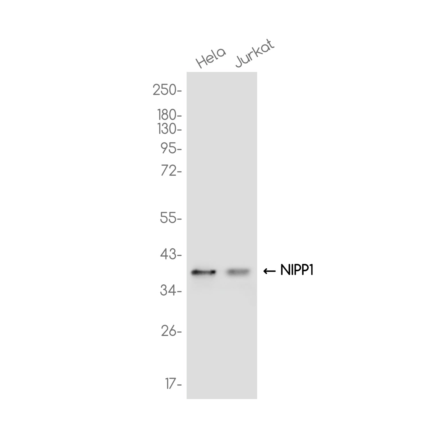Anti-NIPP1 Rabbit Monoclonal Antibody
