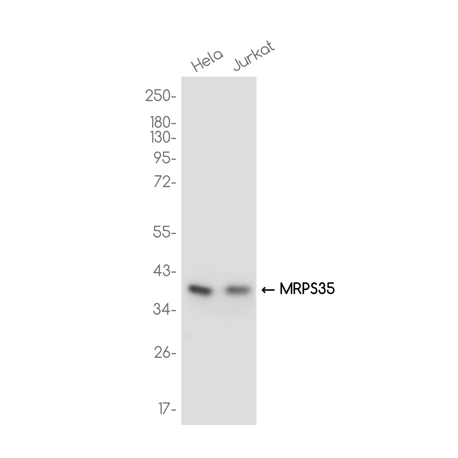 Anti-MRPS35 Rabbit Monoclonal Antibody
