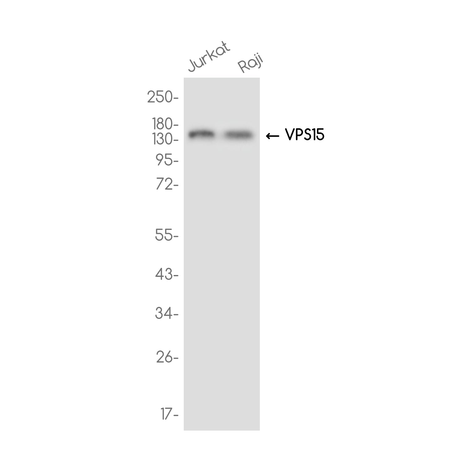 Anti-PI 3 Kinase p150 Rabbit Monoclonal Antibody