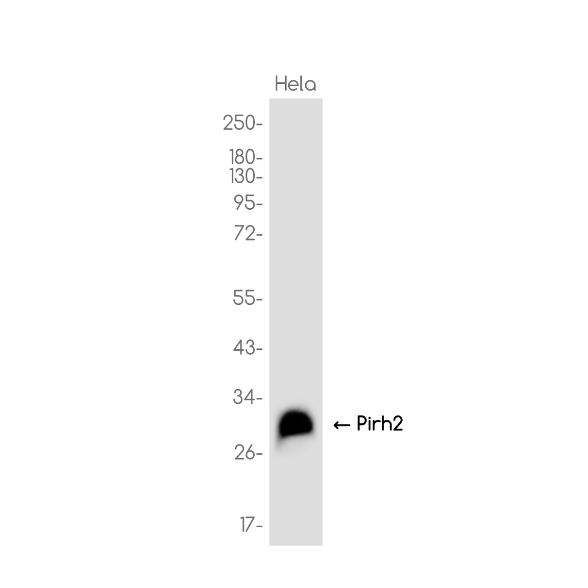 Anti-Pirh2 Rabbit Monoclonal Antibody