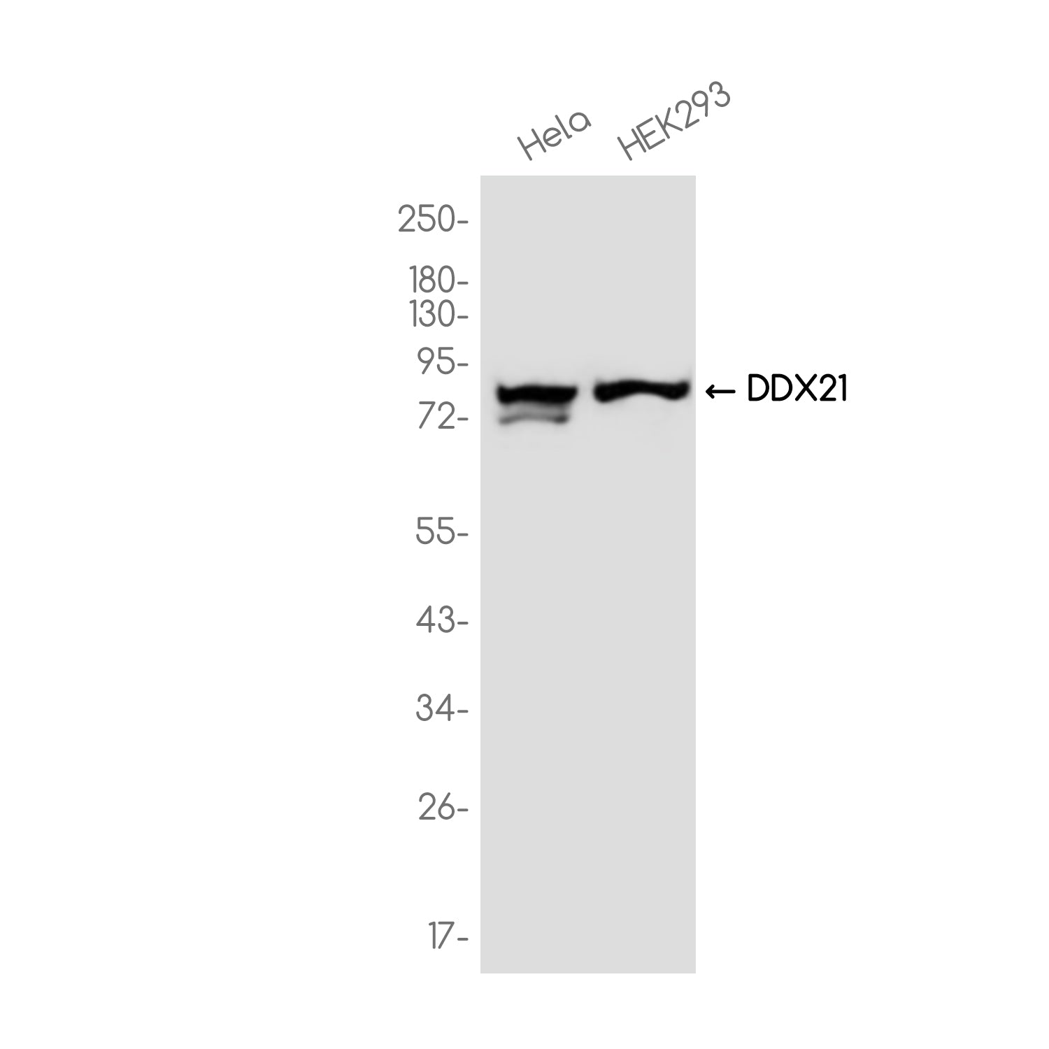 Anti-DDX21 Rabbit Monoclonal Antibody